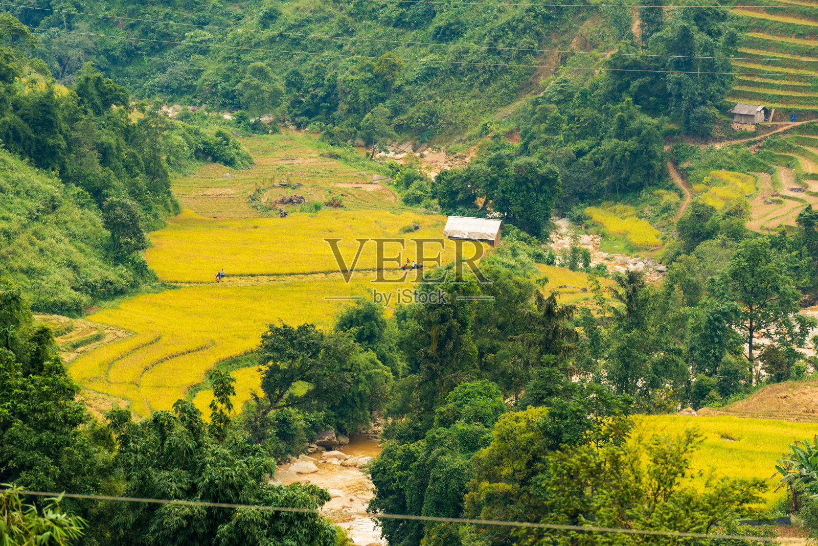 五颜六色的梯田和收获的稻田在山上照片摄影图片