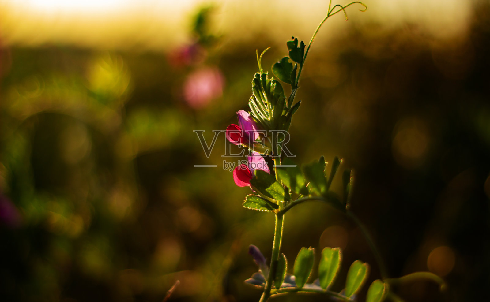自然背景。在夕阳的余晖中，粉红色的豌豆花。关闭了。景观。大自然对日落，宏观。照片摄影图片