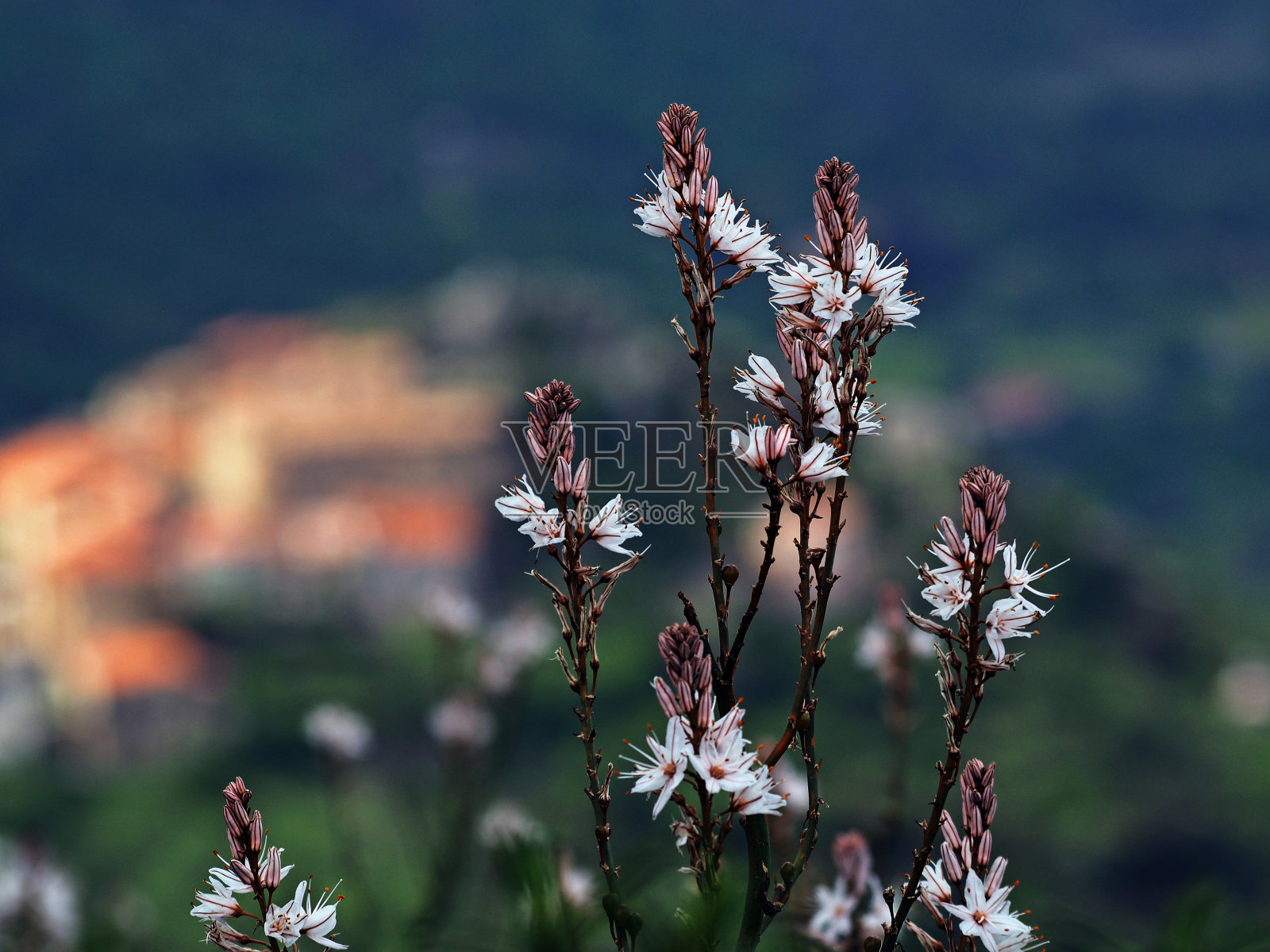 春天来了照片摄影图片