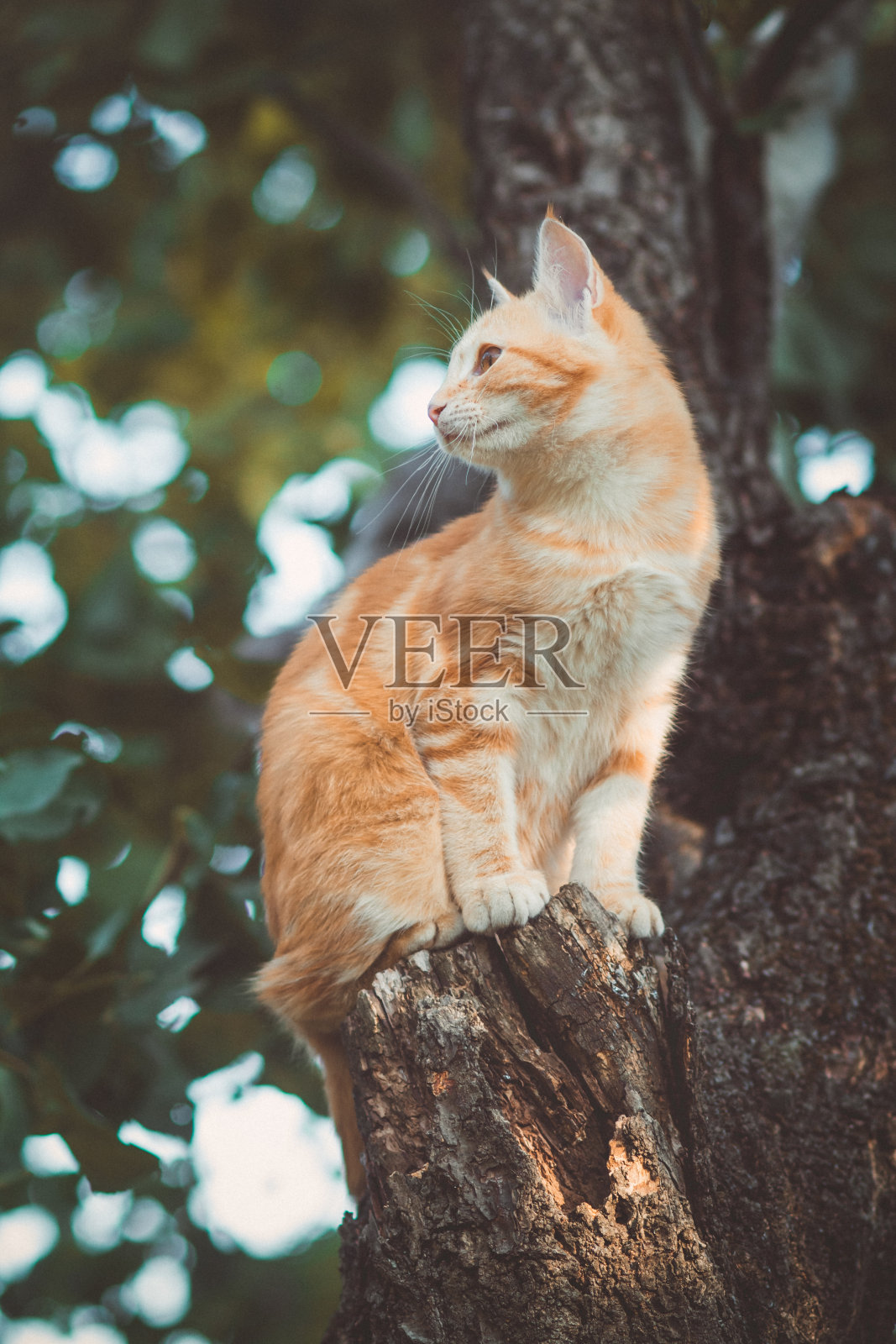 可爱的小猫在花园里爬树干，好奇的宠物在夏天在户外散步、打猎、玩耍照片摄影图片