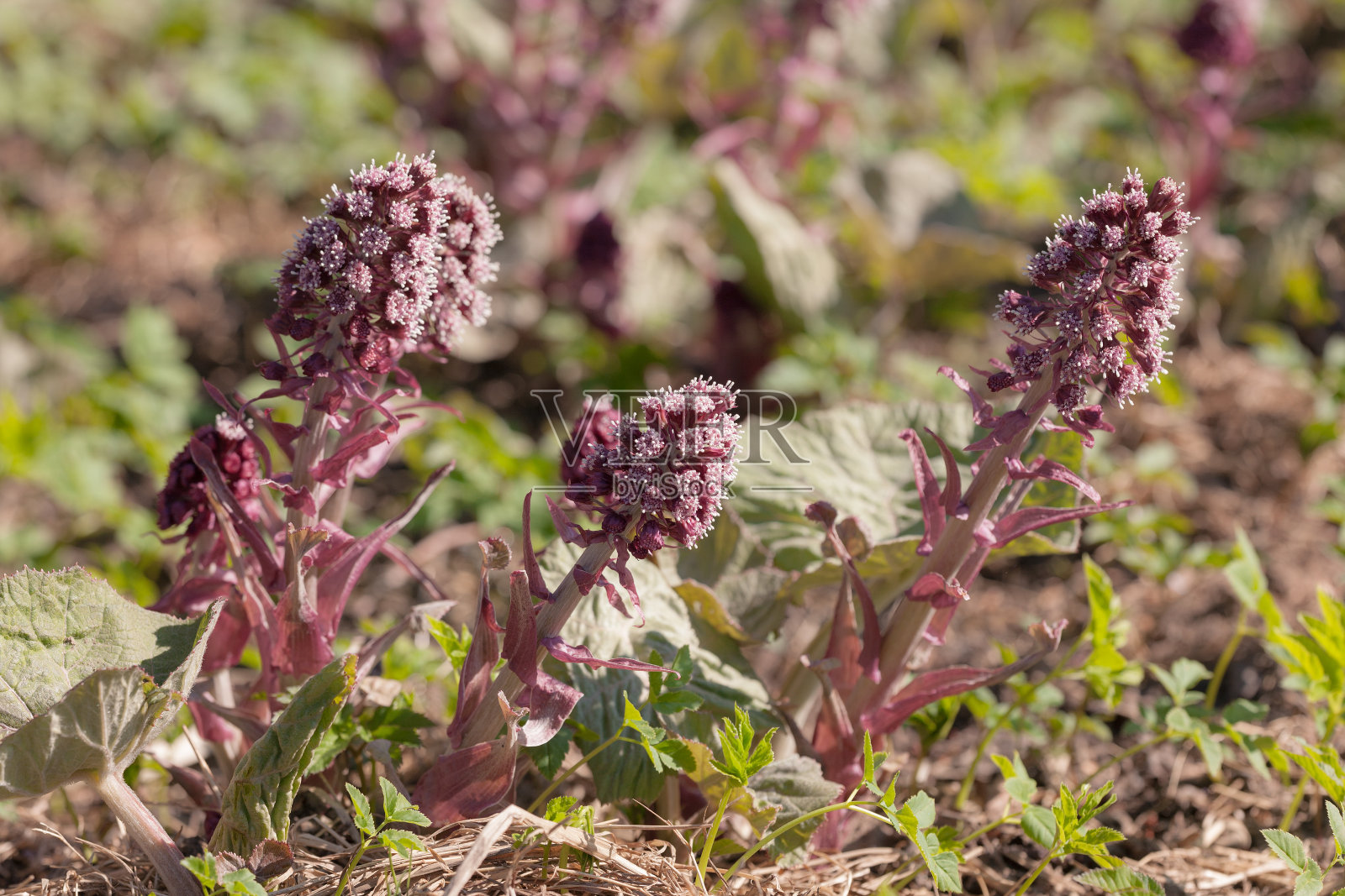 蜂斗菜在春天照片摄影图片