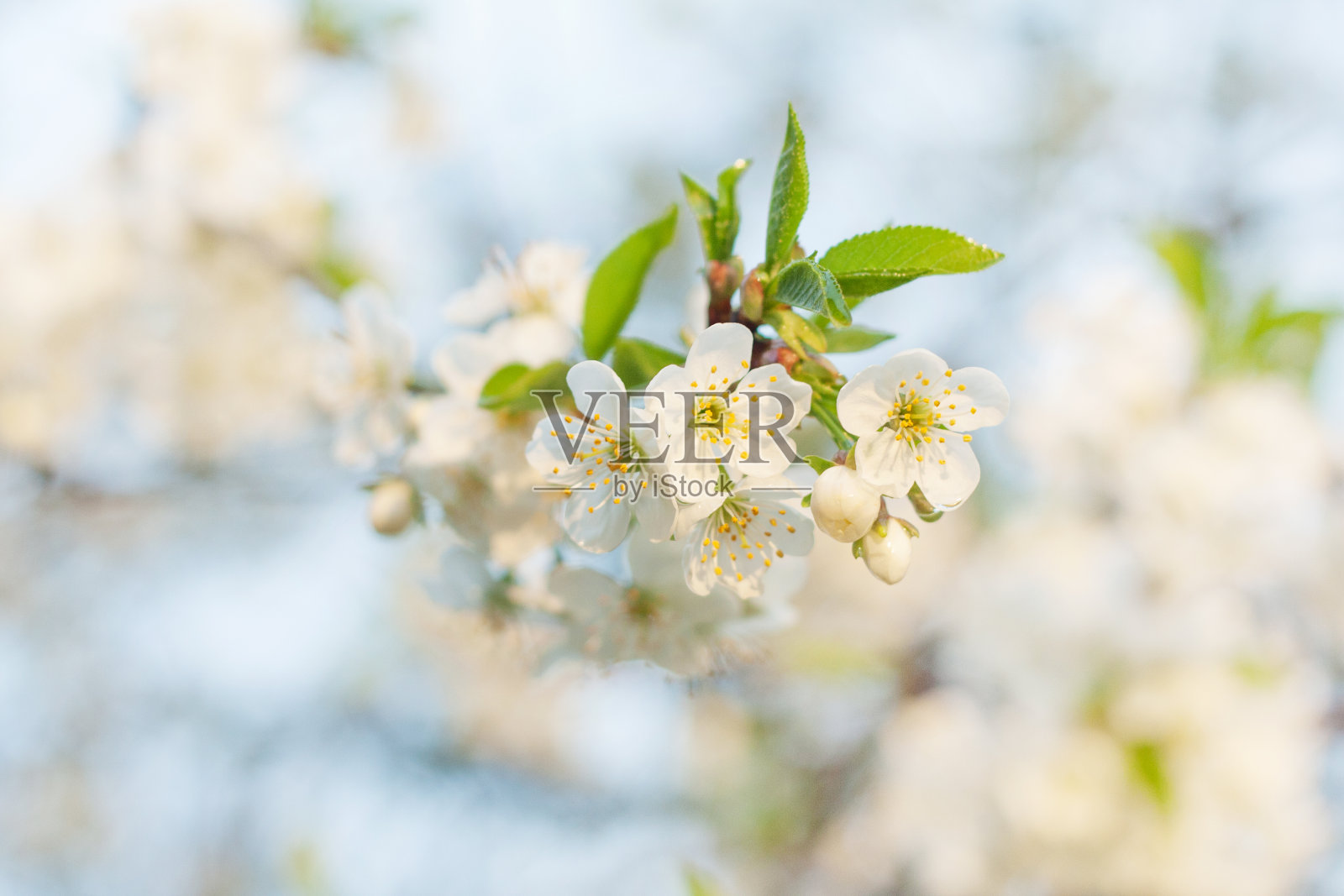 春天樱花以柔和的背景，自然的花卉季节背景。照片摄影图片