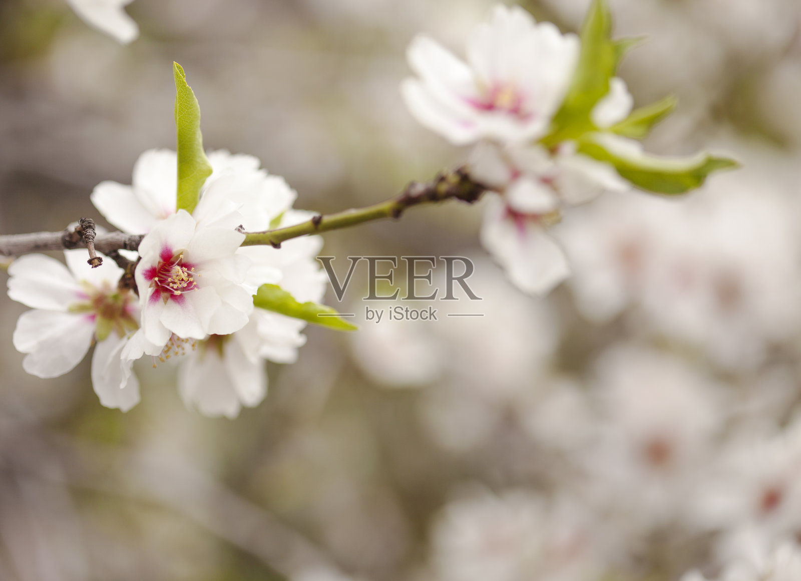 大加纳利岛杏花园艺照片摄影图片