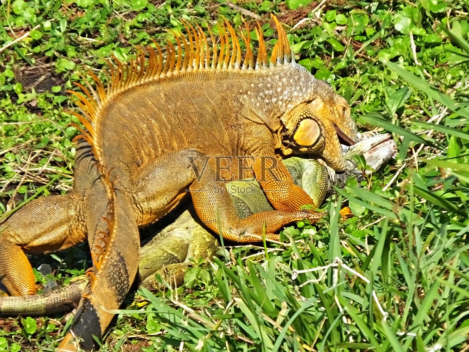 绿色鬣蜥(鬣蜥)-与死的绿色鬣蜥的头在它的嘴吃在佛罗里达的草照片摄影图片