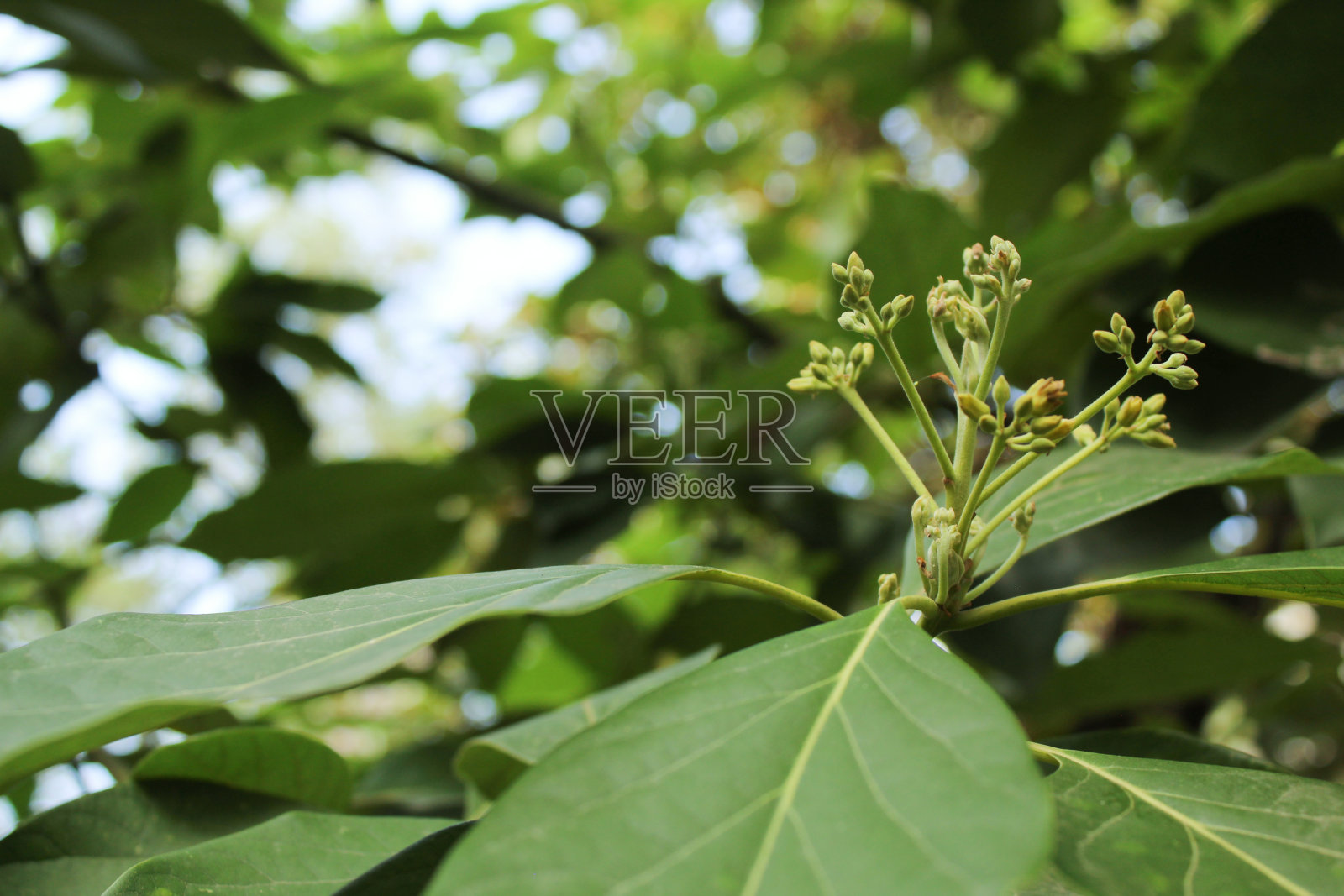 枇杷照片摄影图片