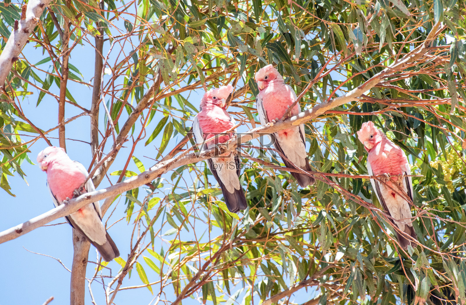 加拉坐在桉树上照片摄影图片