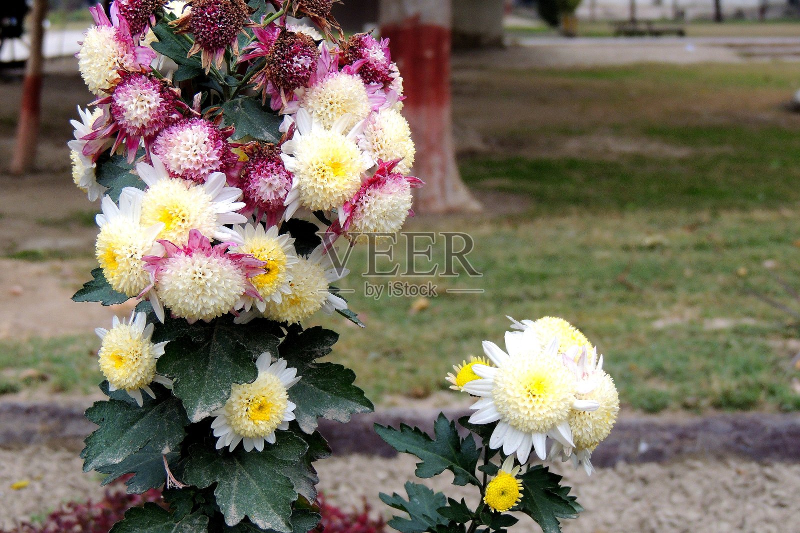 白色和粉红色的花照片摄影图片