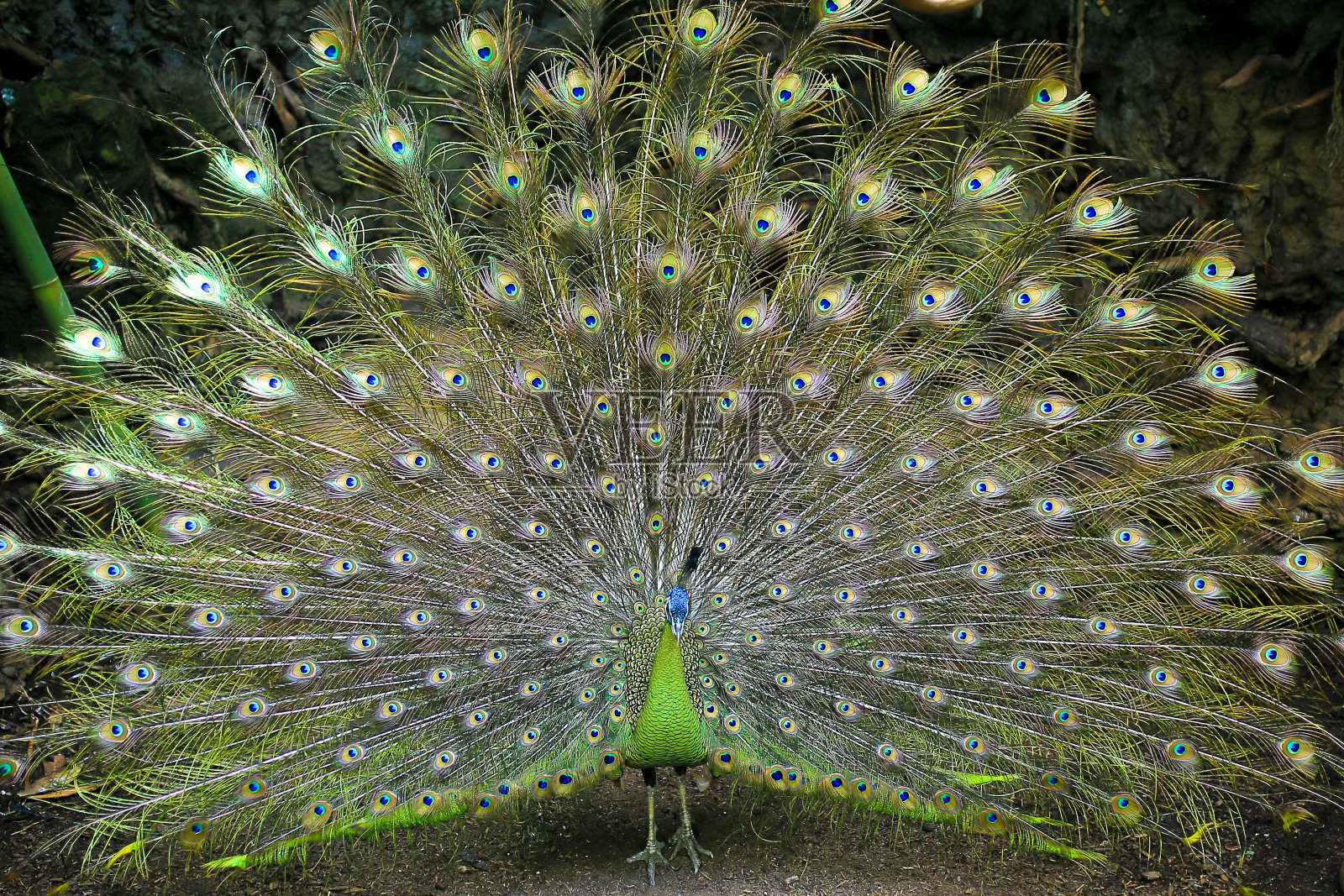 孔雀和它们美丽的颜色照片摄影图片