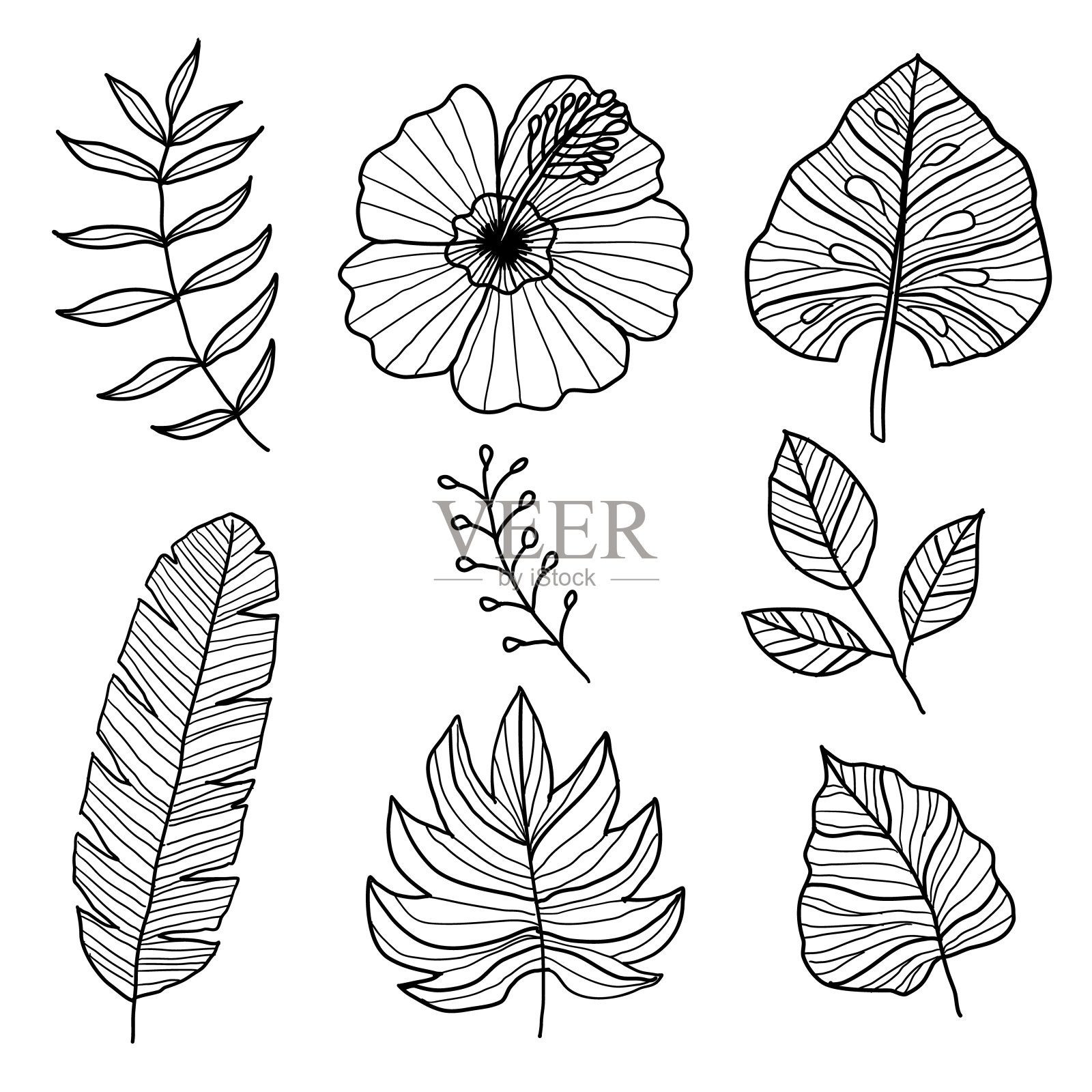 一套植物矢量插图，手绘风格插画图片素材