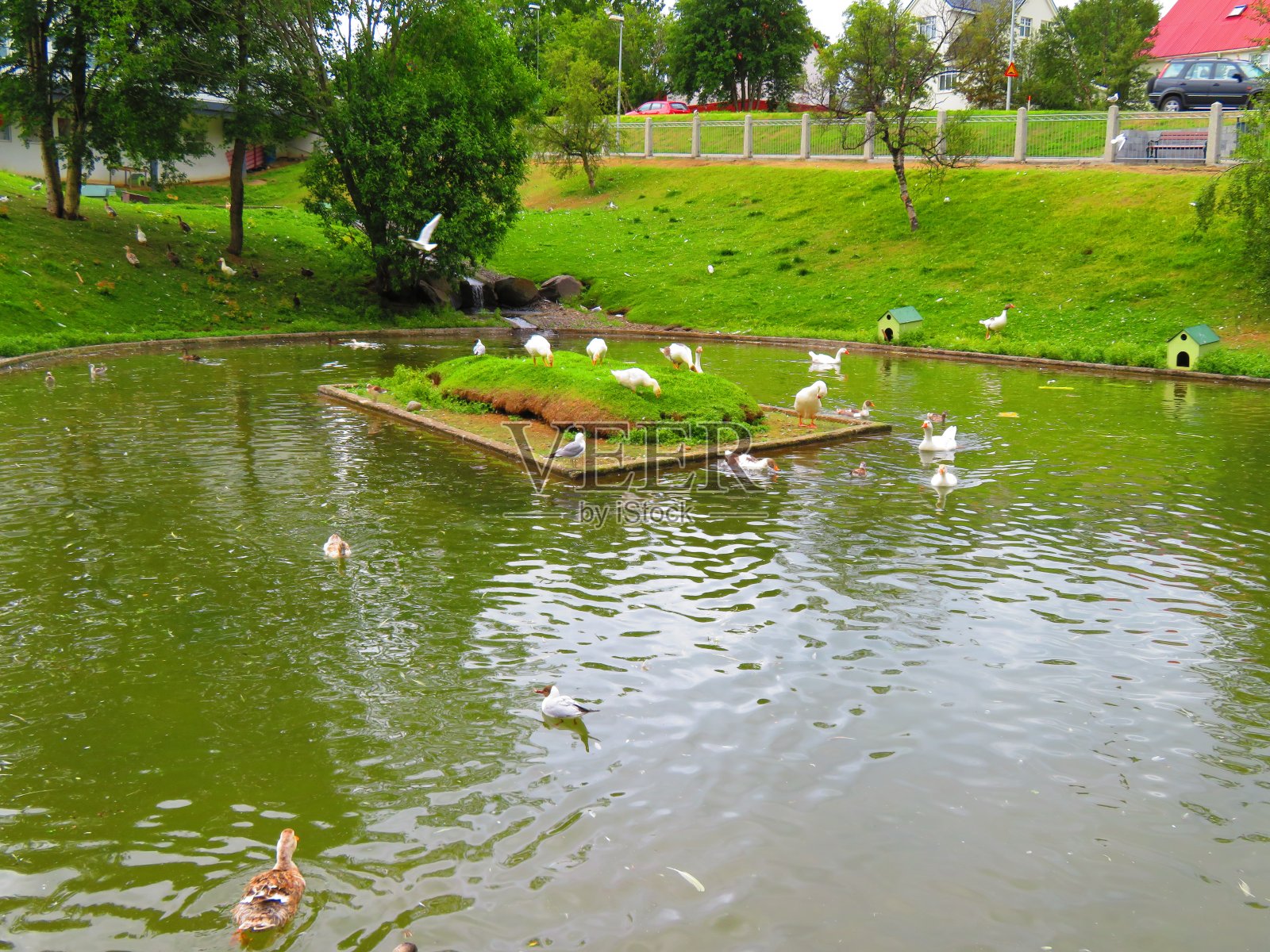 鸭子，鹅和水禽照片摄影图片