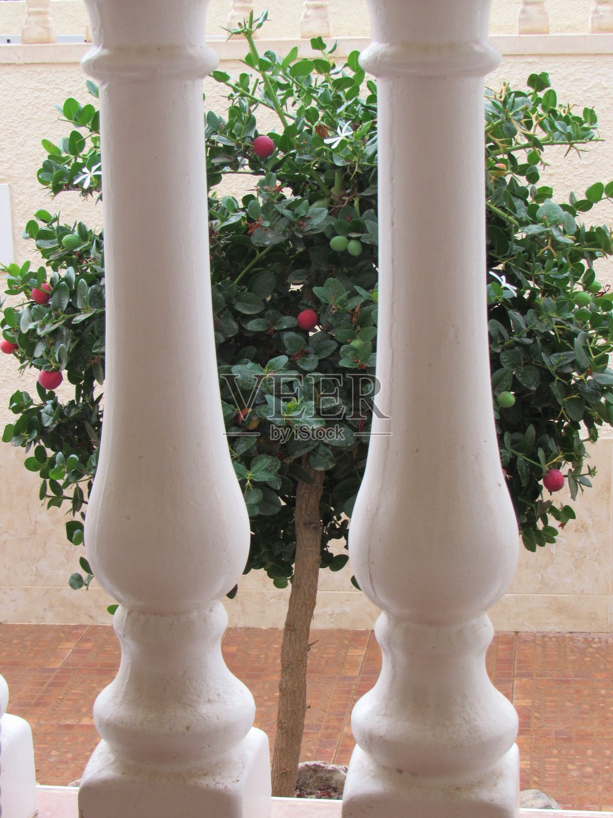 小果树生长在前花园照片摄影图片