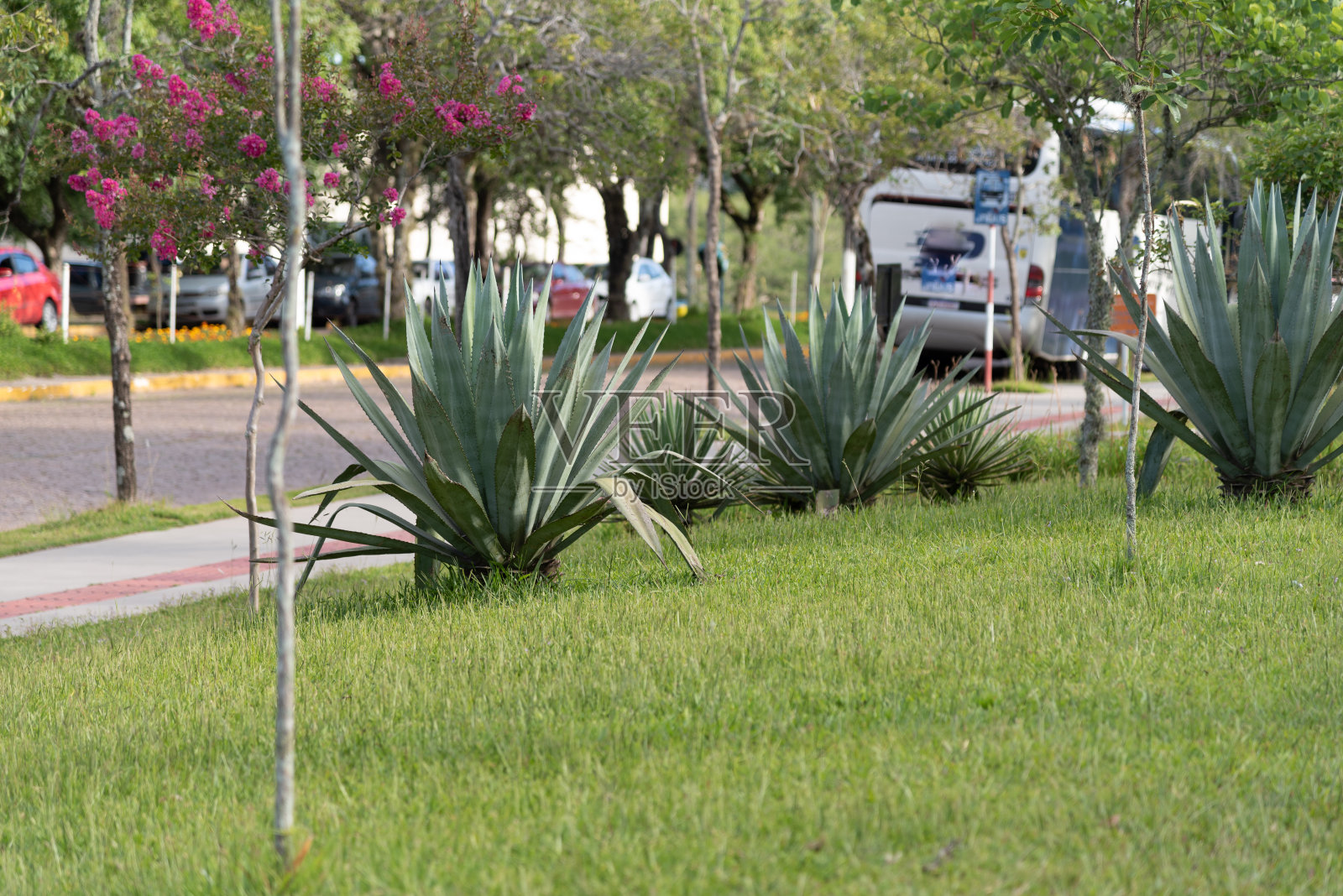 圣芭芭拉、虎尾兰和蜥蜴尾植物的变种，收藏家的乐趣照片摄影图片