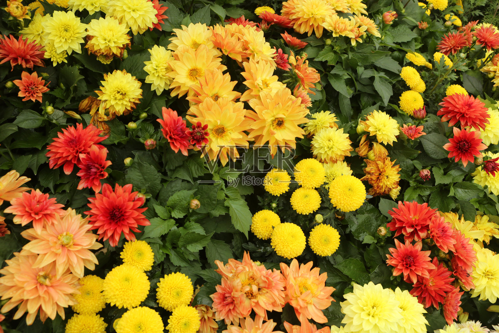 春天/秋天花园照片摄影图片