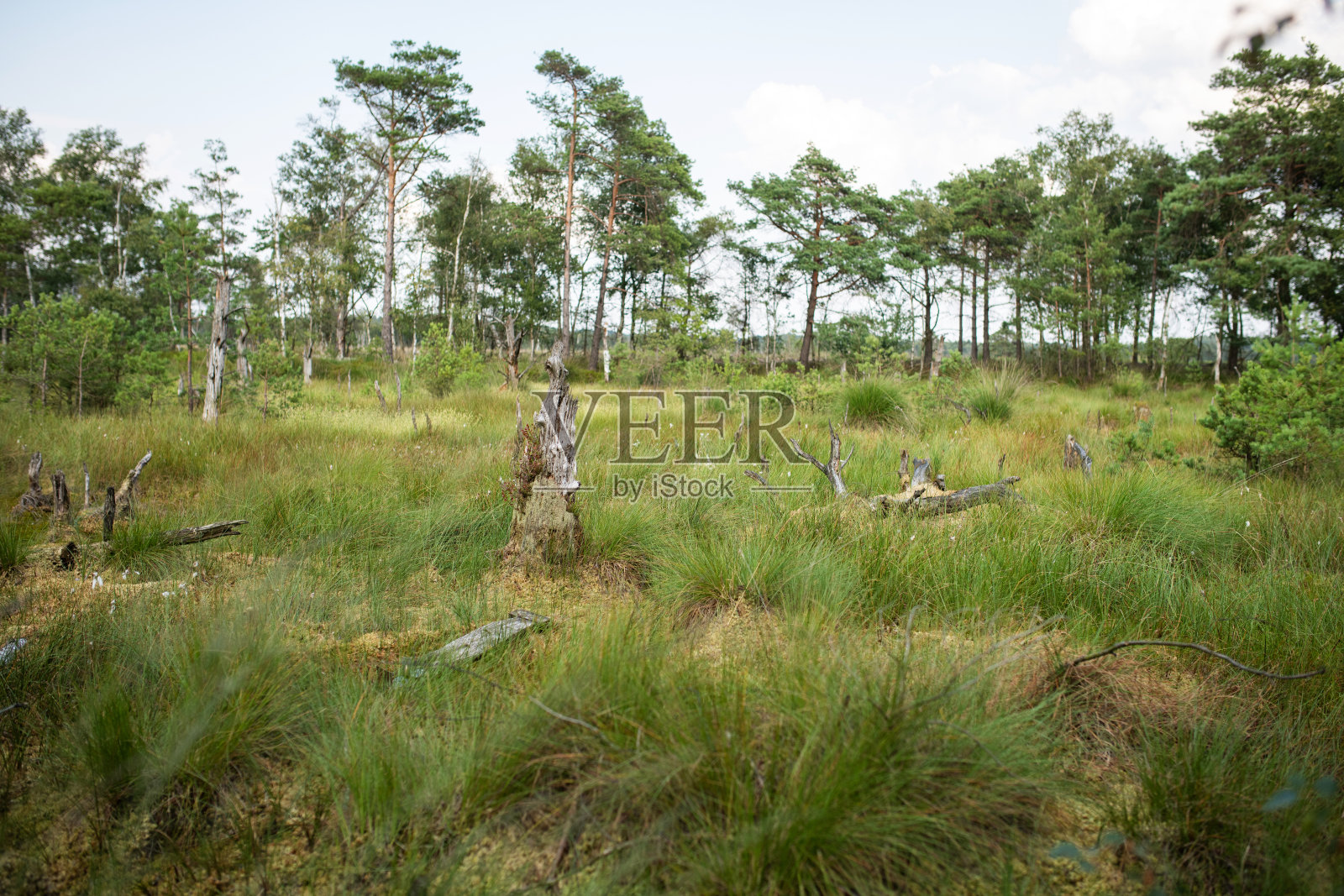 德国泥炭沼泽中的树枝和树木照片摄影图片