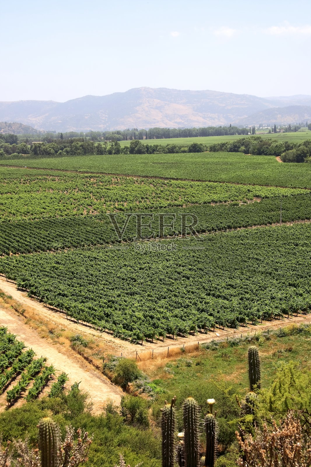 葡萄园43照片摄影图片