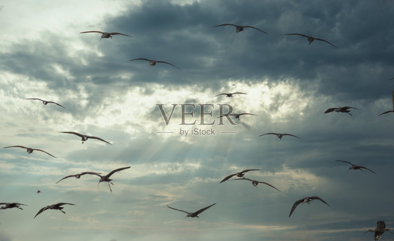 一群宁静的鸟儿在阴天中飞翔照片摄影图片