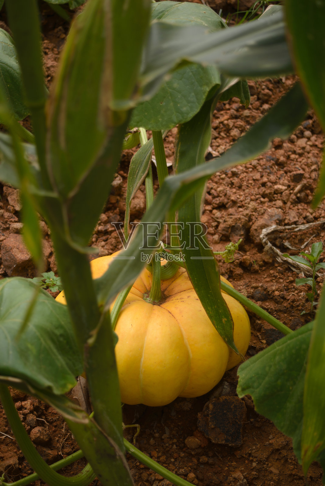 自家菜园里的有机南瓜地照片摄影图片