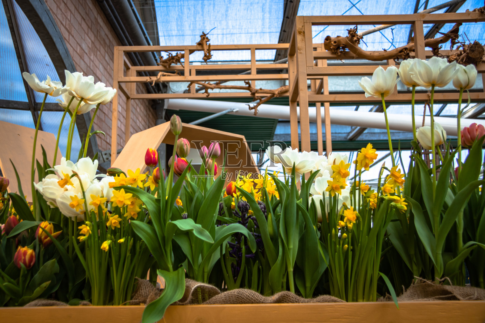 春季室内花卉市场照片摄影图片