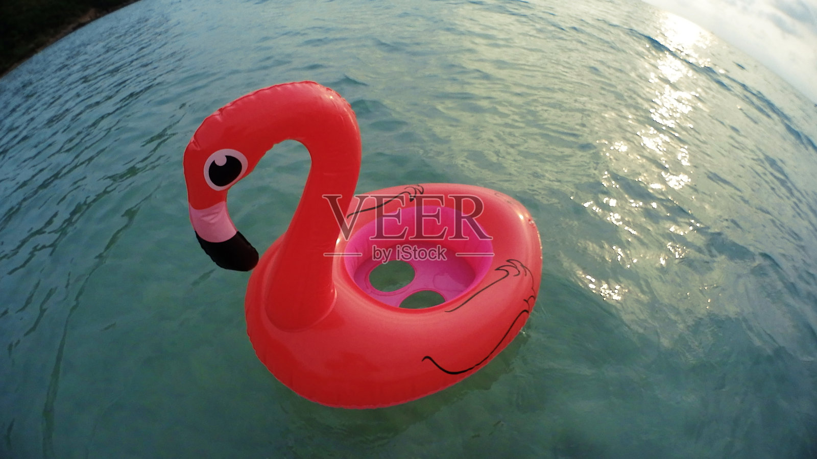 火烈鸟在海上游圈，假期时间照片摄影图片