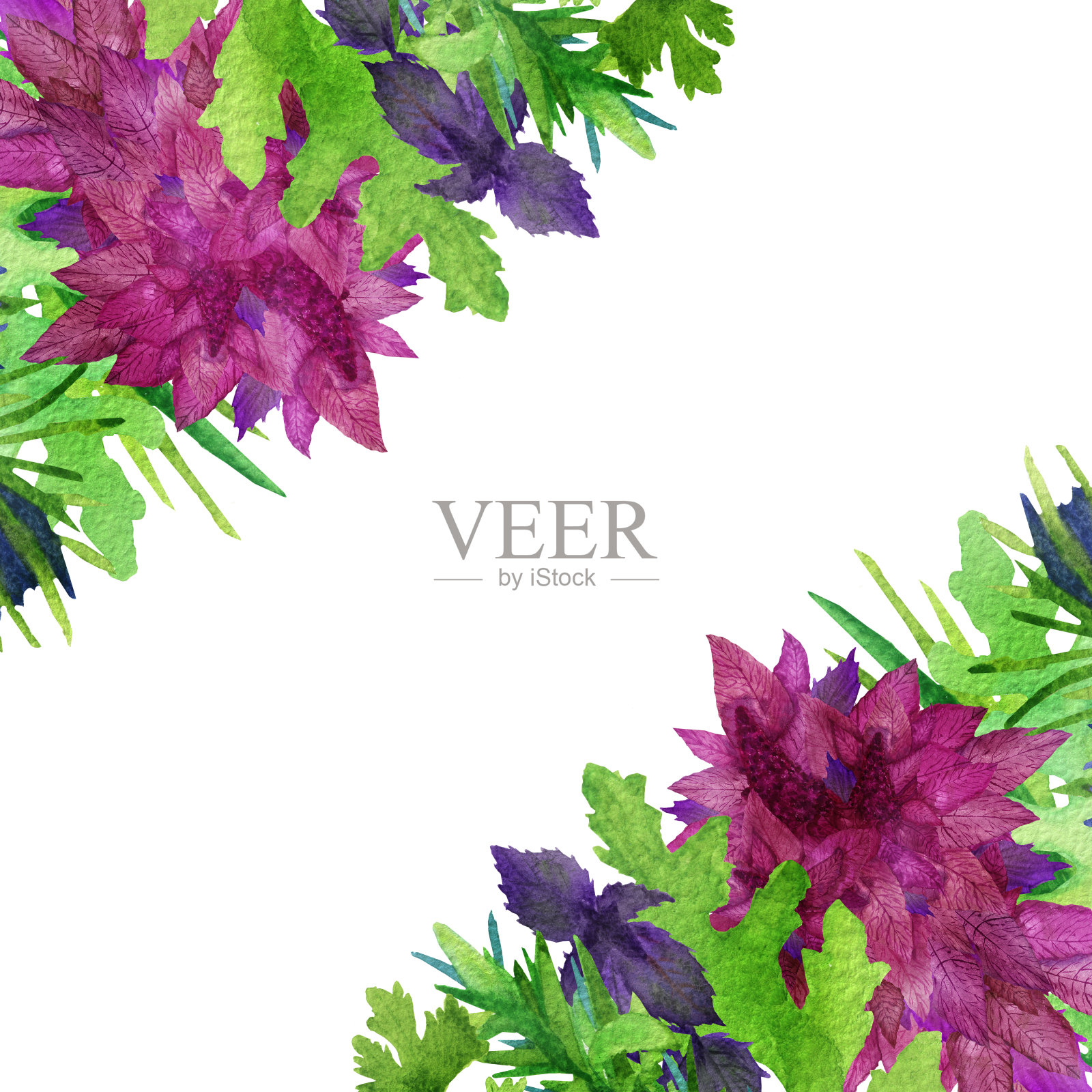 水彩手绘自然新鲜草本香料组成框架，粉红苋菜，绿色和紫色罗勒，欧芹和芝麻菜在角落的白色背景与文字空间插画图片素材