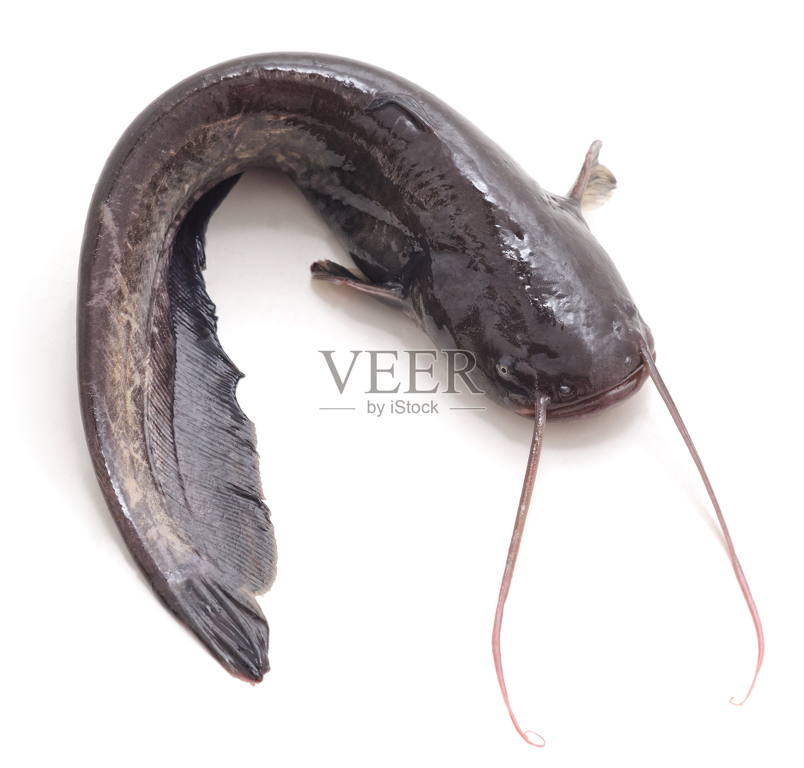 一个野生鲶鱼。照片摄影图片