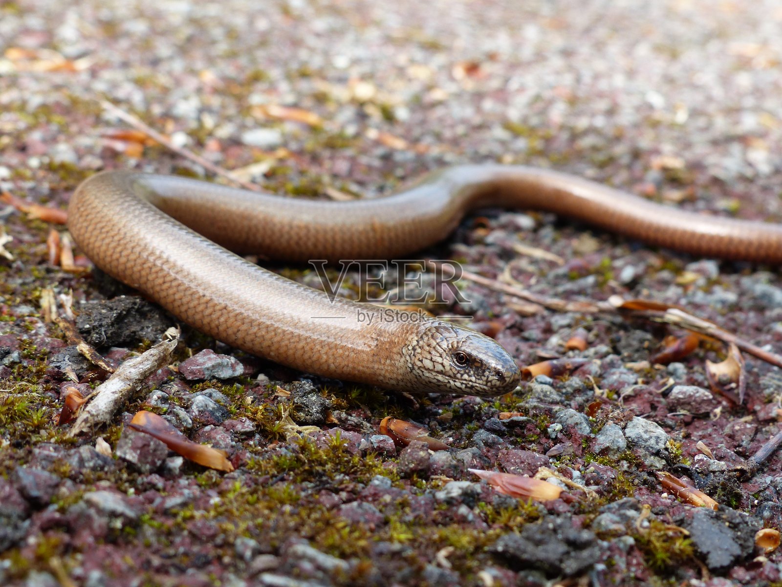 无害的缓慢的蠕虫照片摄影图片