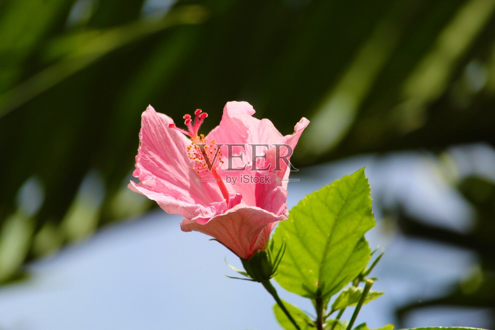 热带风情照片摄影图片