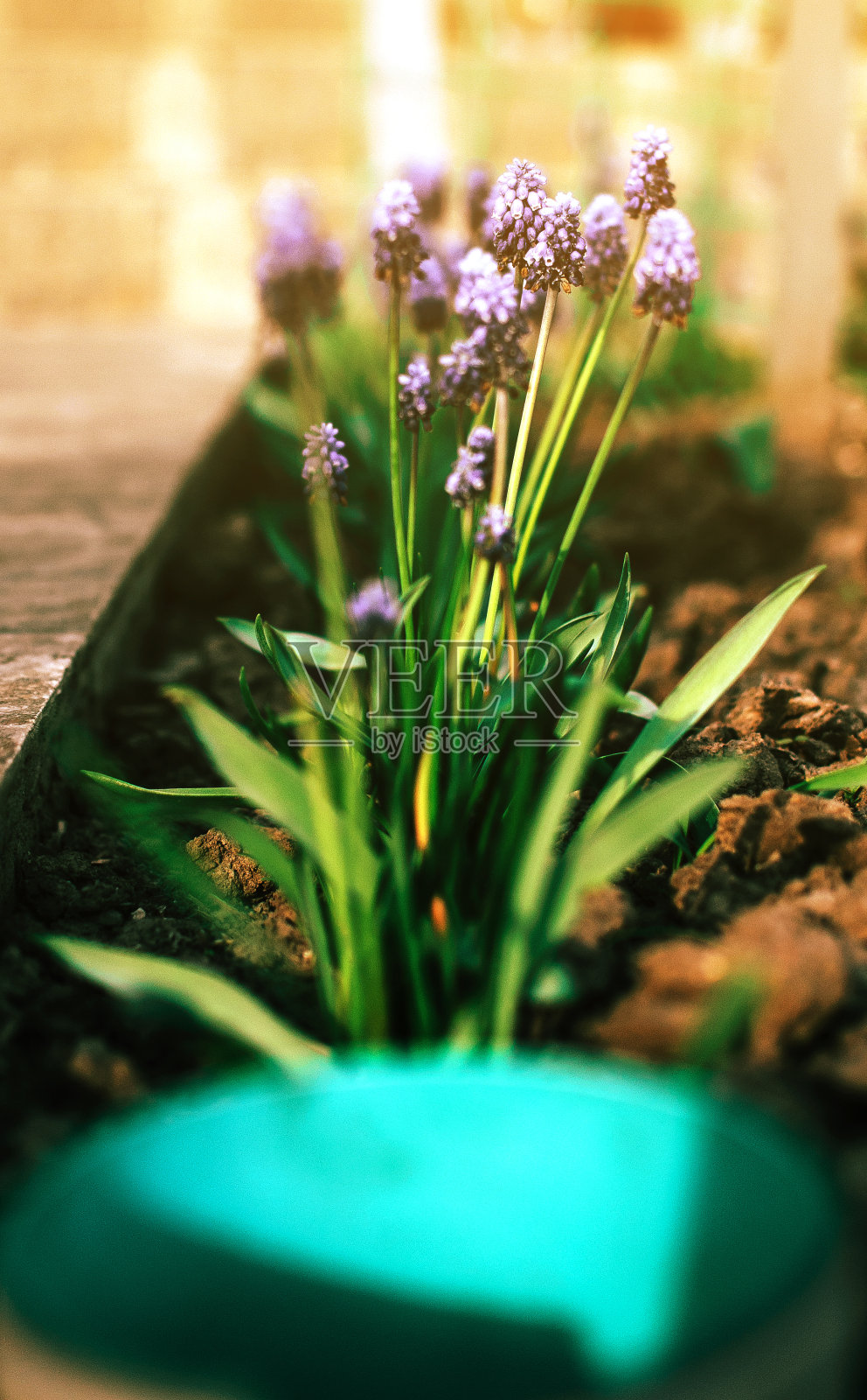 这是一株春季植物花的微距照片。背景是紫色的花朵和绿色的叶子。蓝麝香野花长在地上。花园里的花是为了过节。照片摄影图片