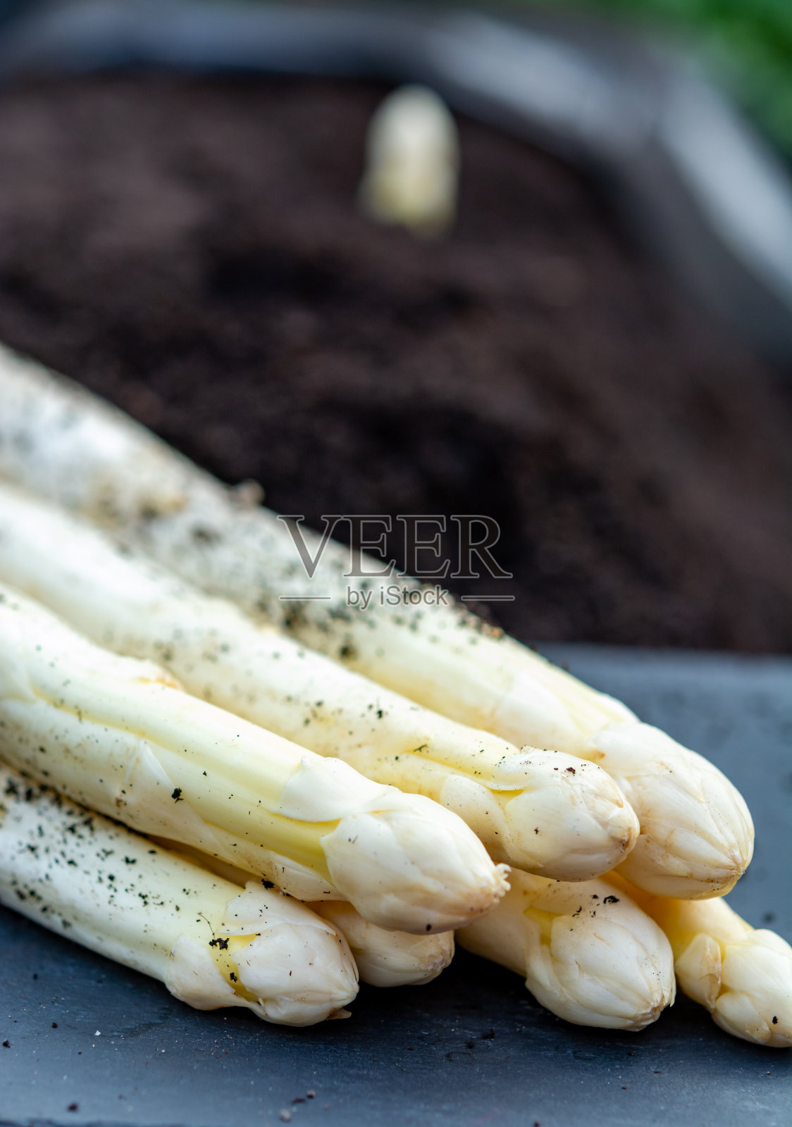 春季新收获的白芦笋蔬菜，白芦笋头从地里长出来照片摄影图片