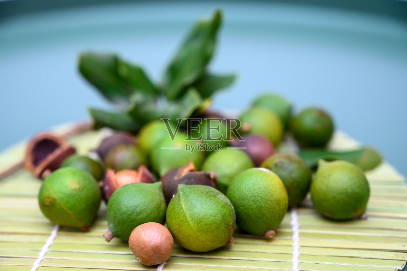 一组成熟的澳洲坚果，有绿色和棕色的壳和澳洲坚果树的叶子照片摄影图片