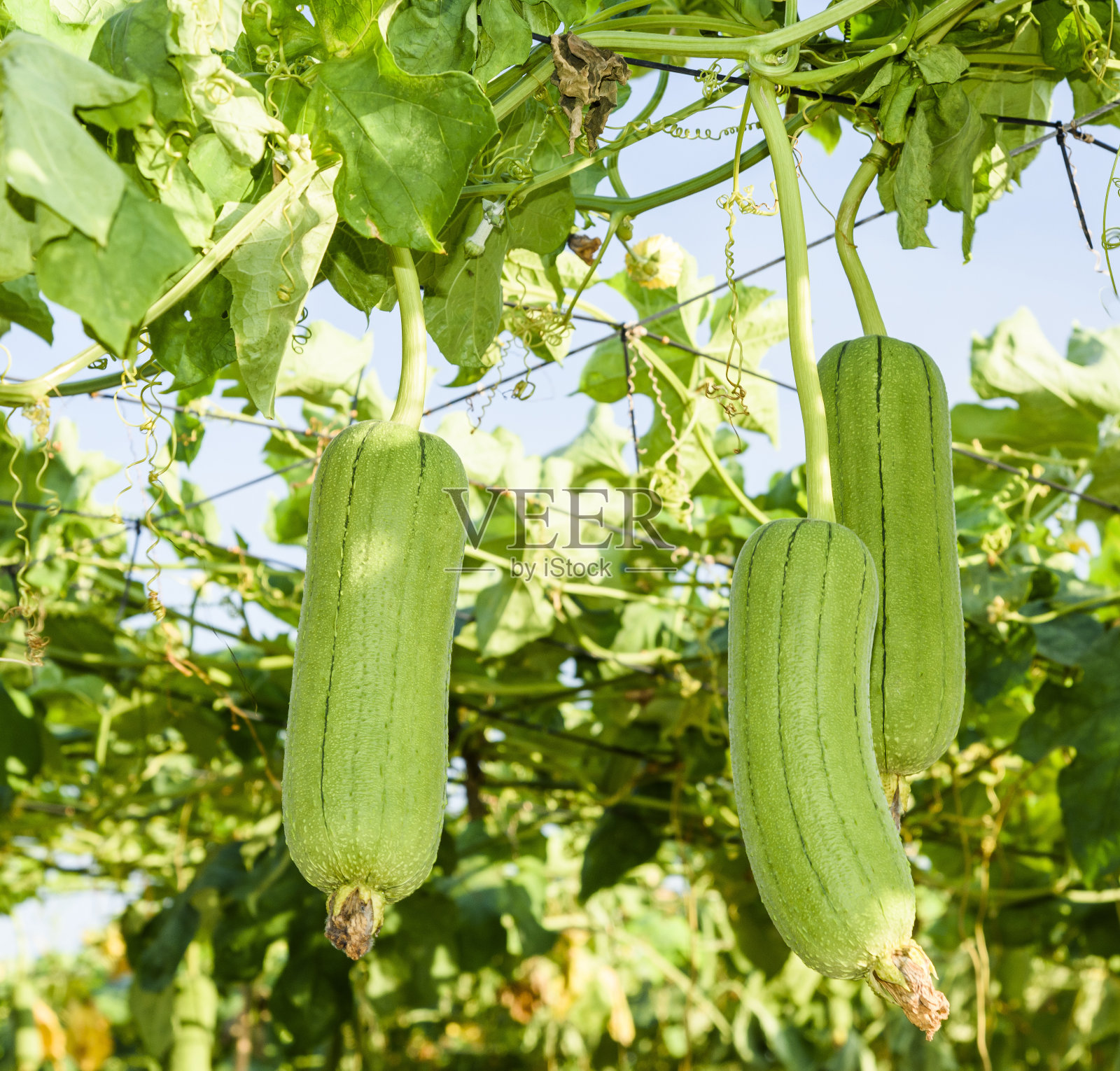 园内种植丝瓜、丝瓜柱。照片摄影图片