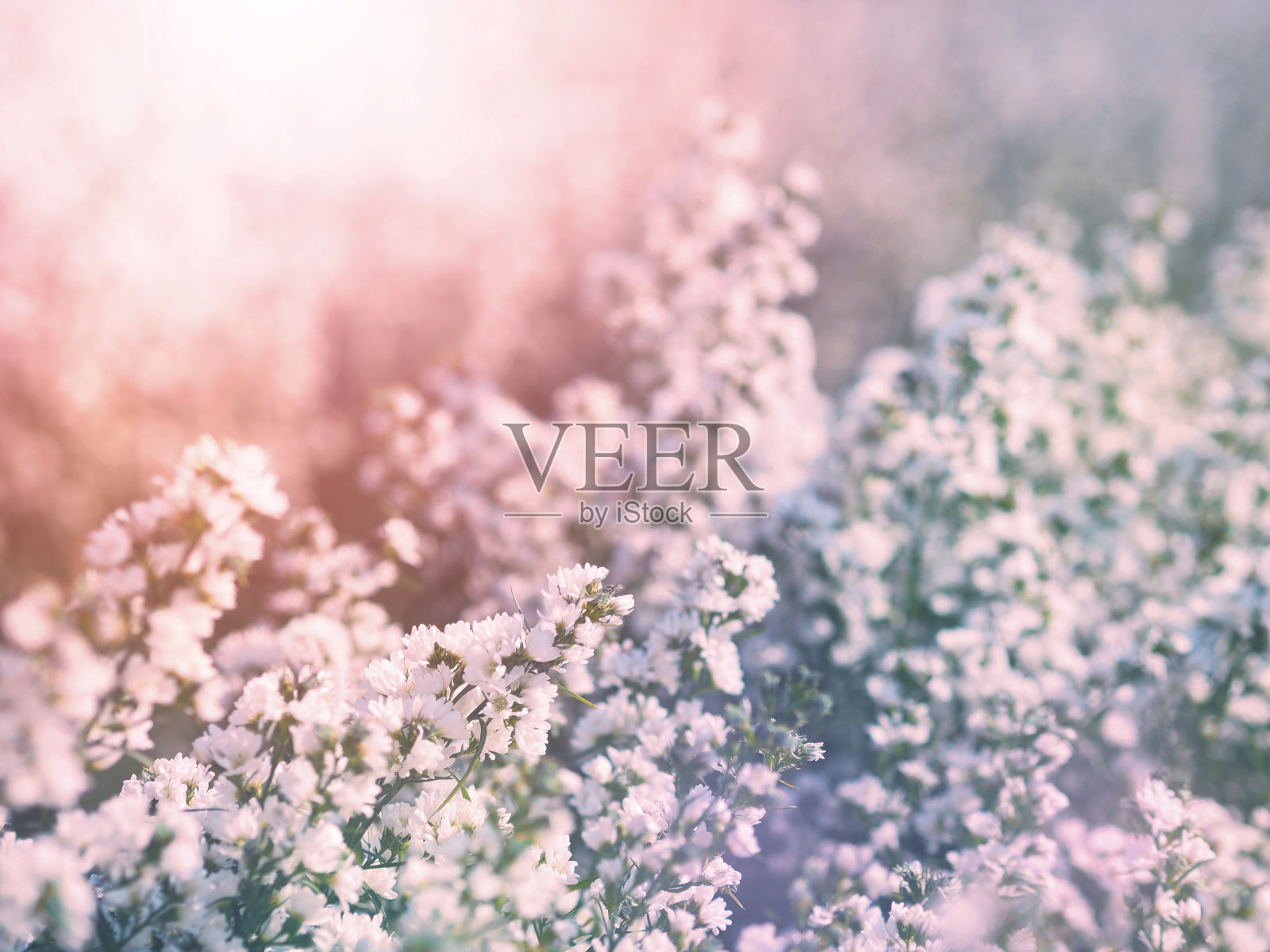 农场鲜花盛开照片摄影图片