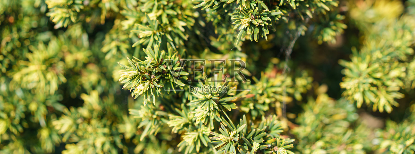 生活在葡萄牙花园的绿墙。照片摄影图片