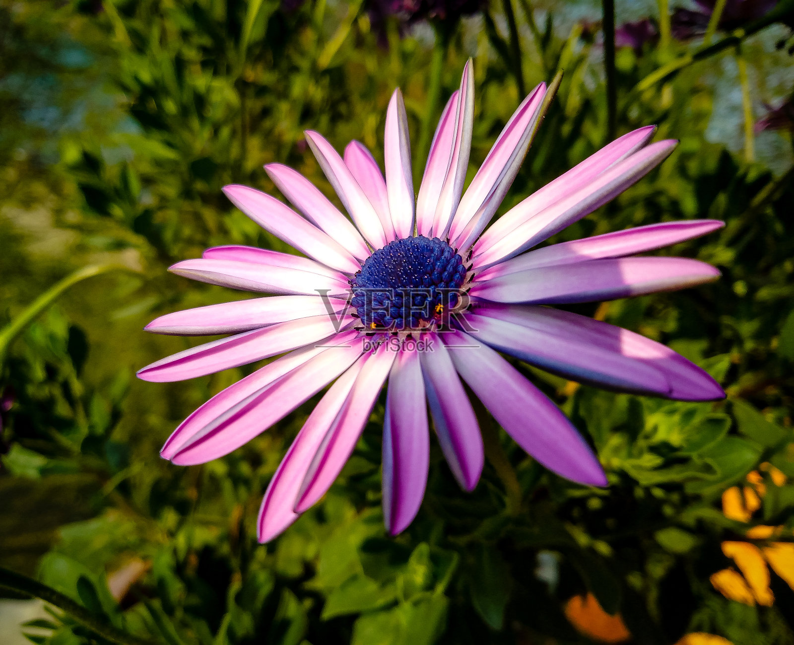 秋天的照片摄影图片