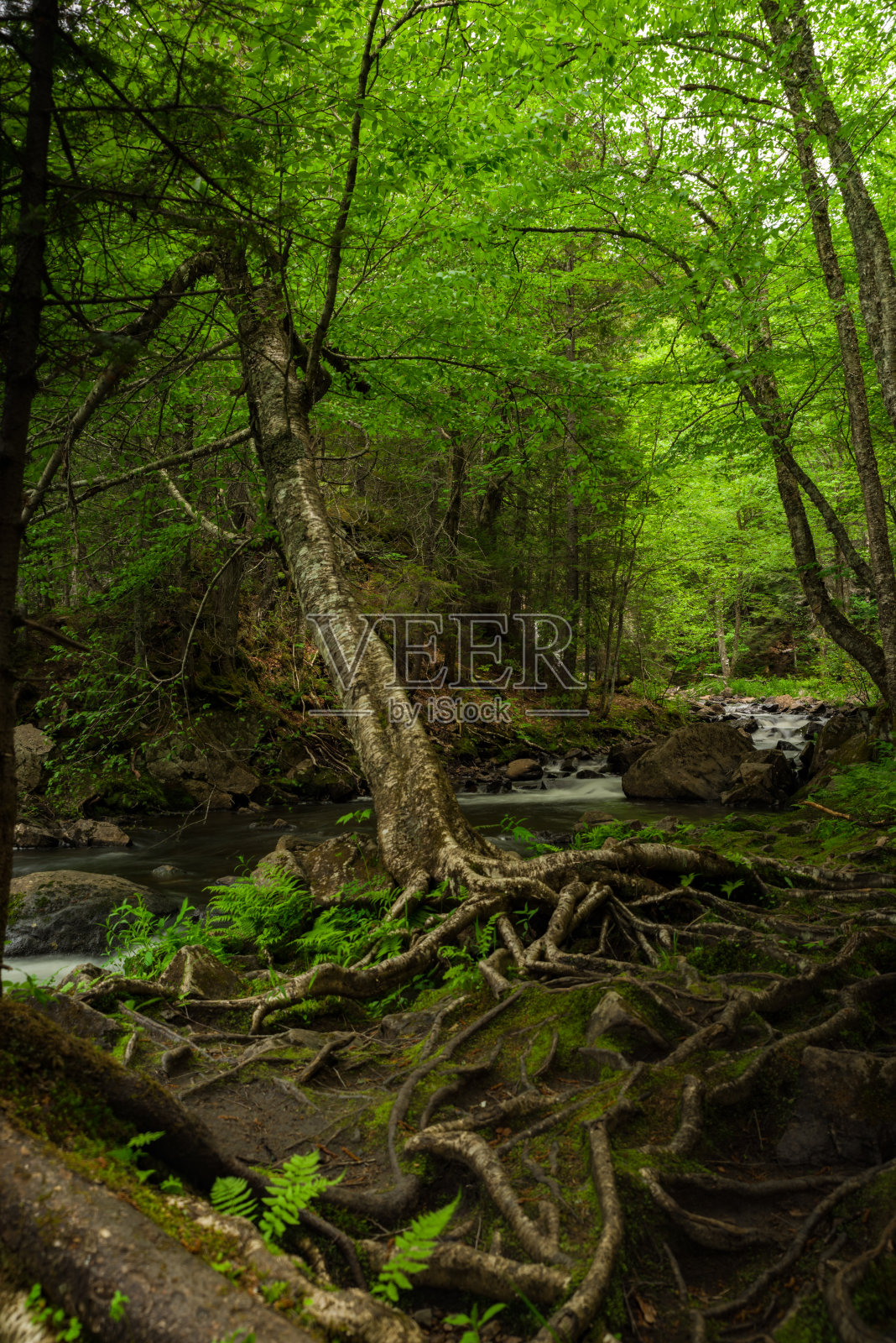 加拿大魁北克的阿尚博瀑布照片摄影图片