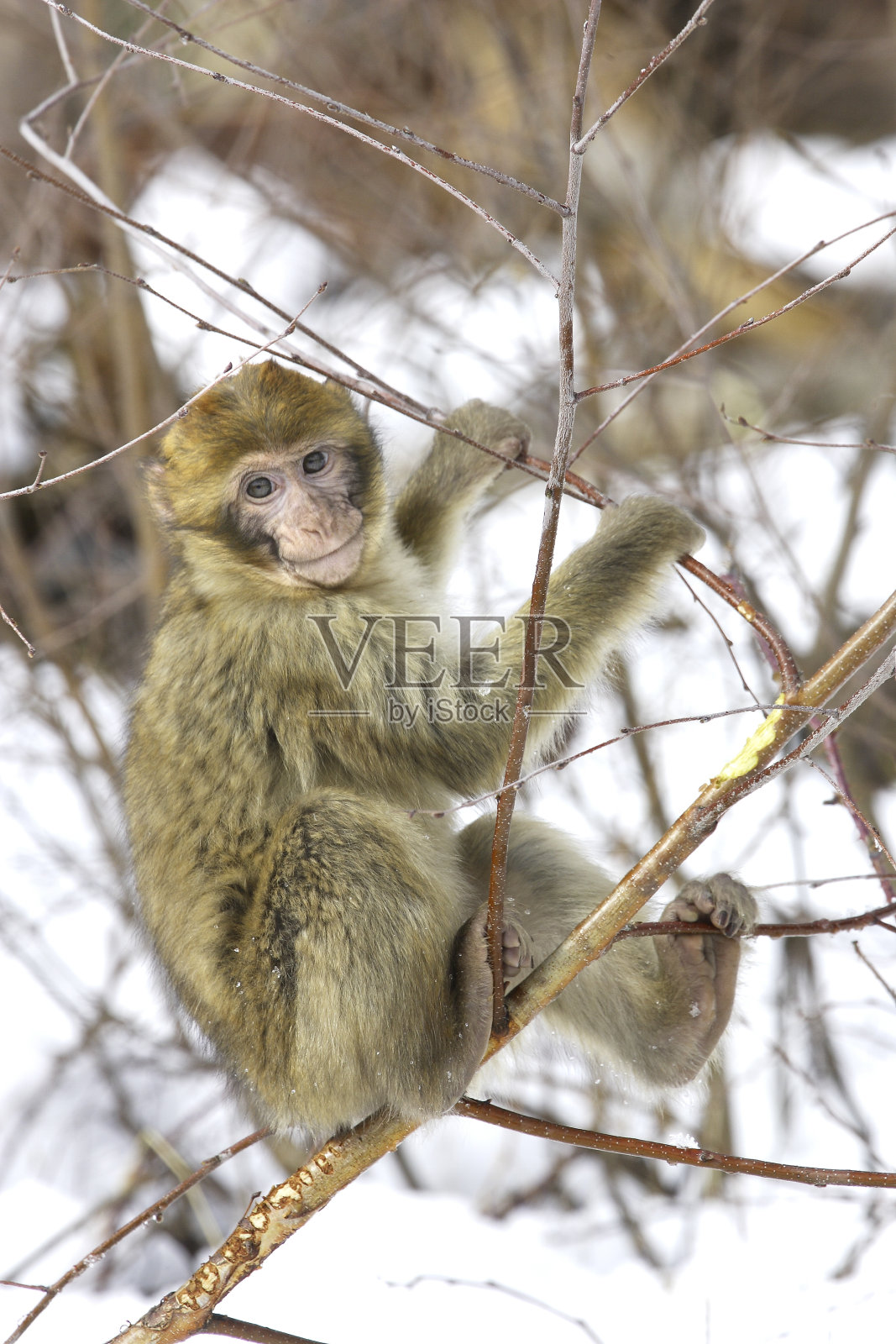 巴巴利猕猴照片摄影图片