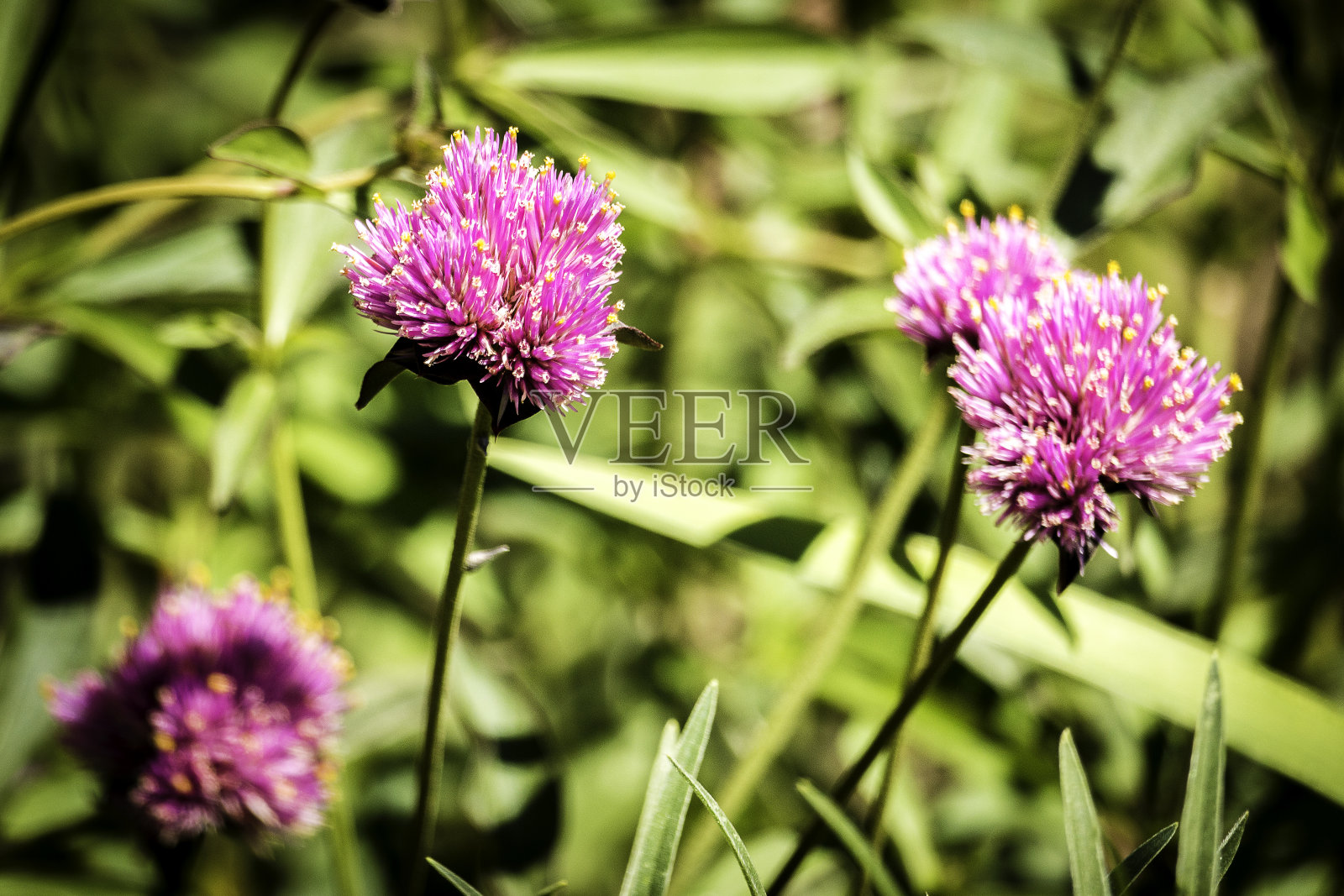 粉红色的花朵照片摄影图片