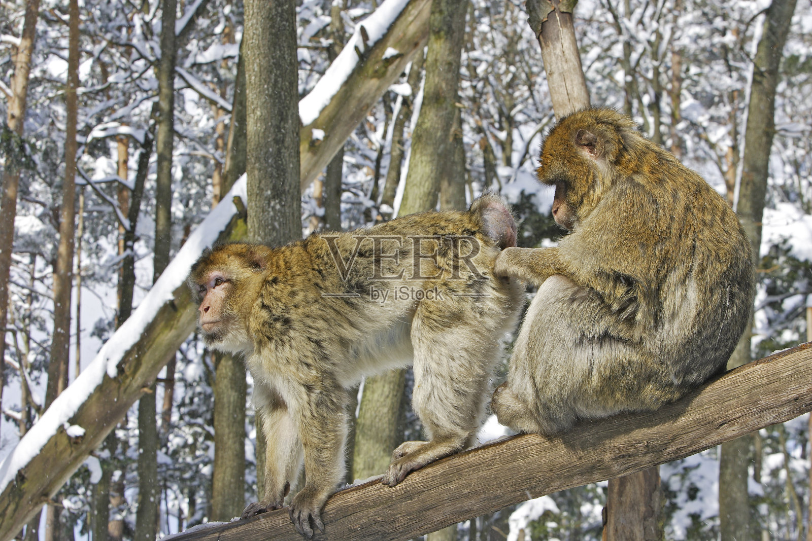 巴巴利猕猴照片摄影图片