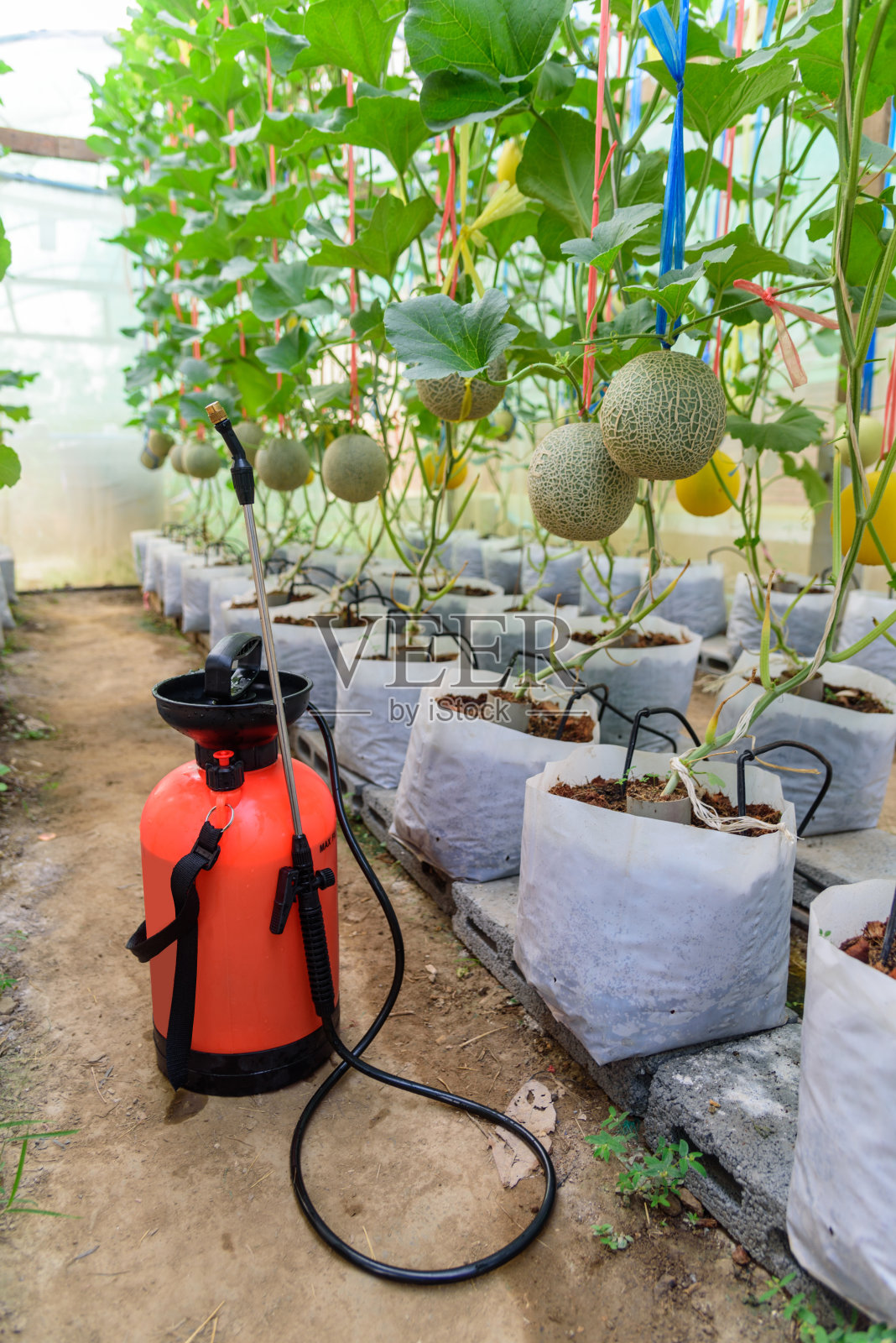 瓜地里喷洒液体肥料的喷雾罐照片摄影图片