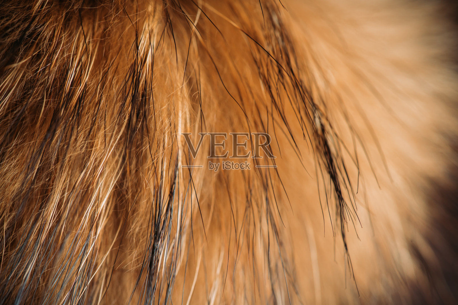 狐狸尾巴的毛特写。微距镜头。景深浅。照片摄影图片