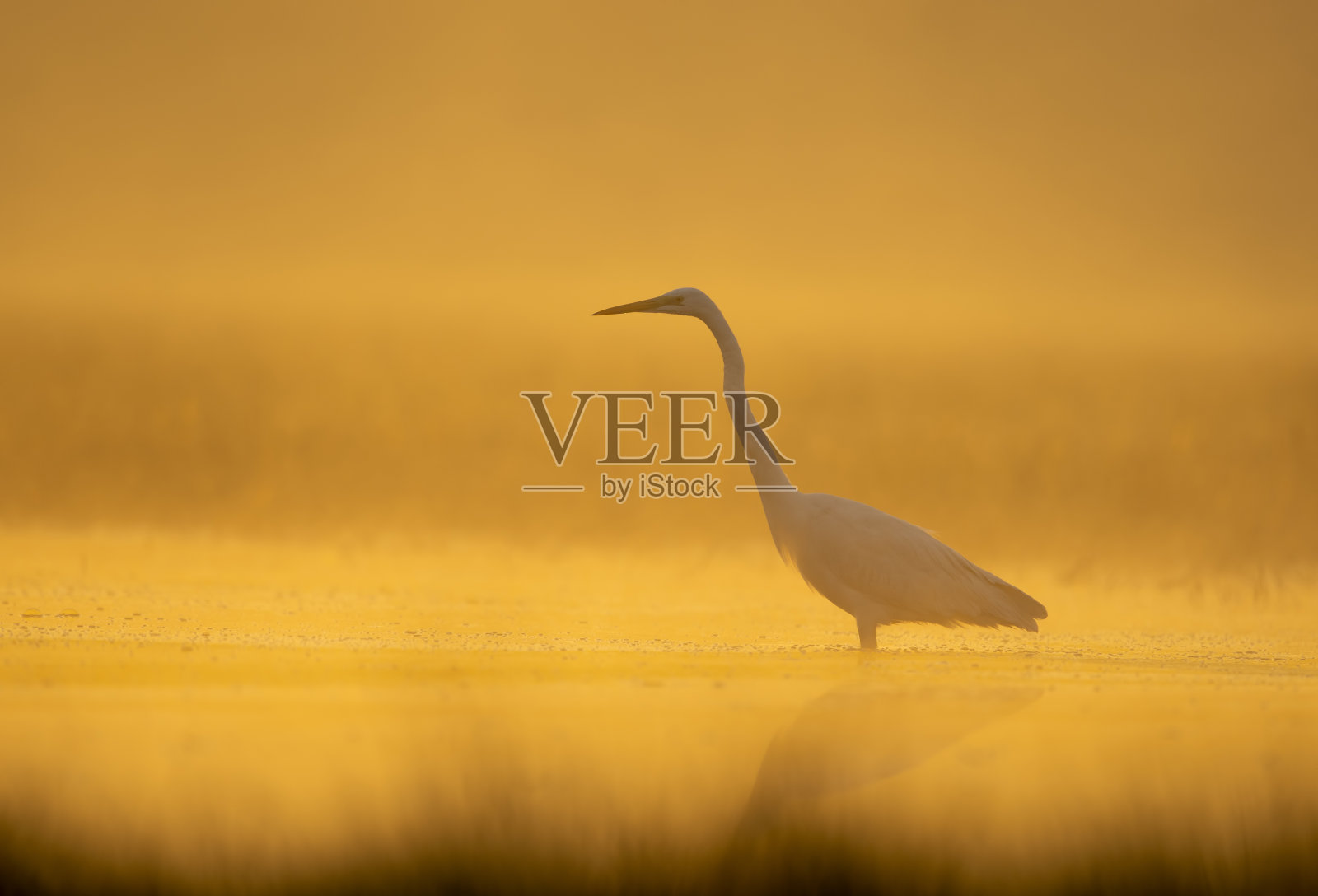 薄雾清晨的大白鹭照片摄影图片