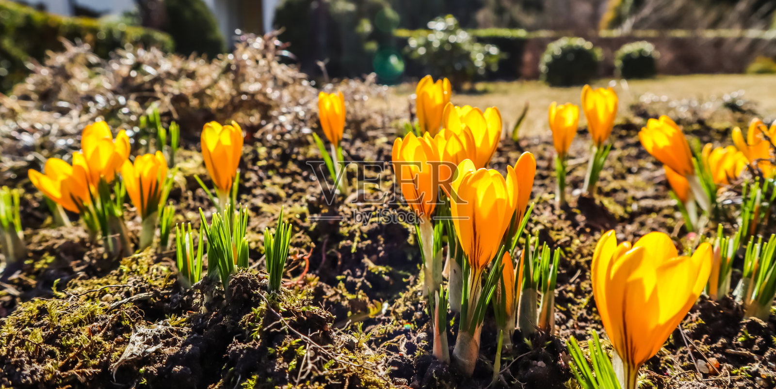 春天来了。在一个阳光明媚的日子，我花园里的第一朵黄色番红花照片摄影图片