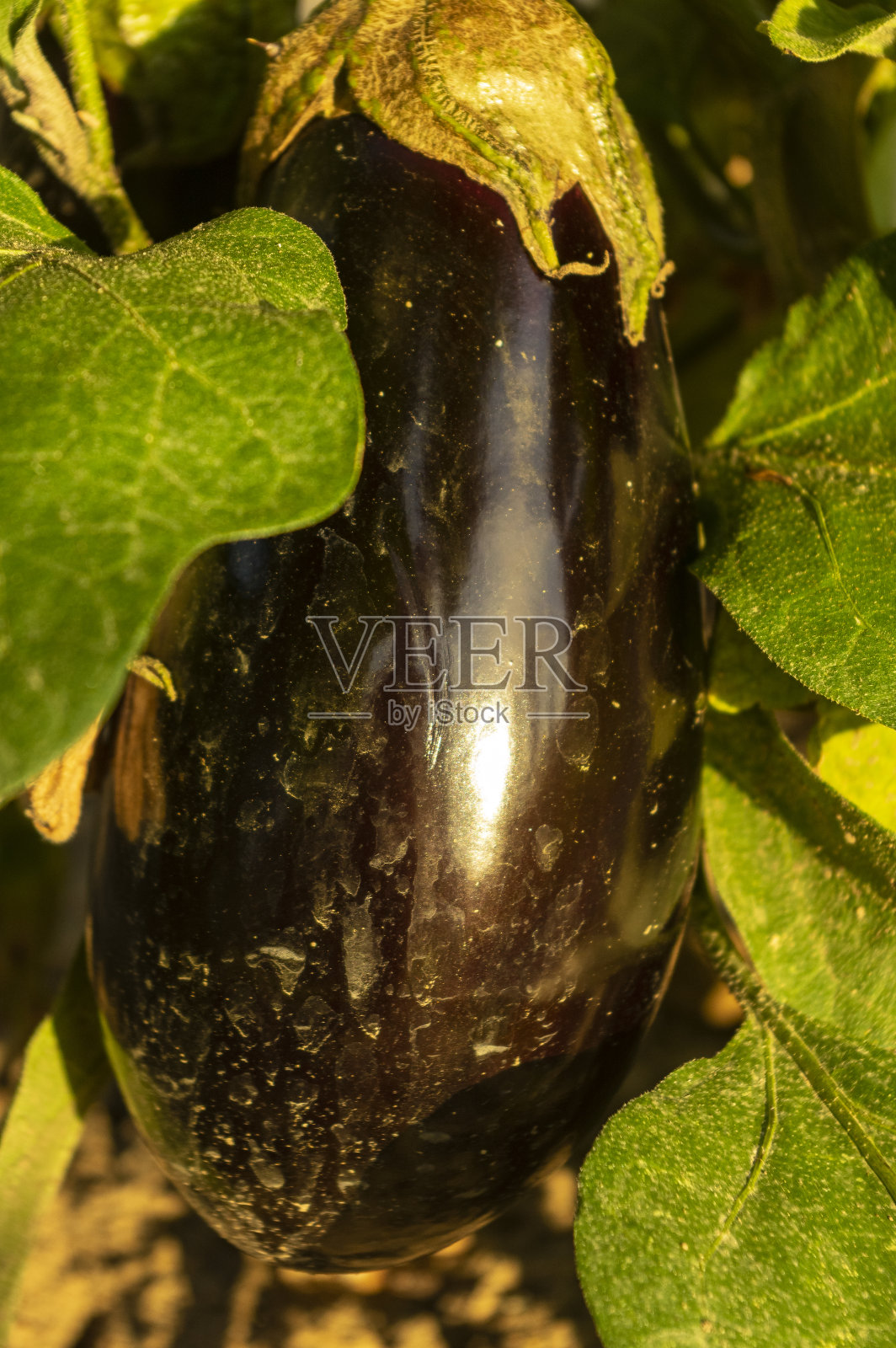 雨后大而熟的茄子在花园里的地板上沾着水渍照片摄影图片