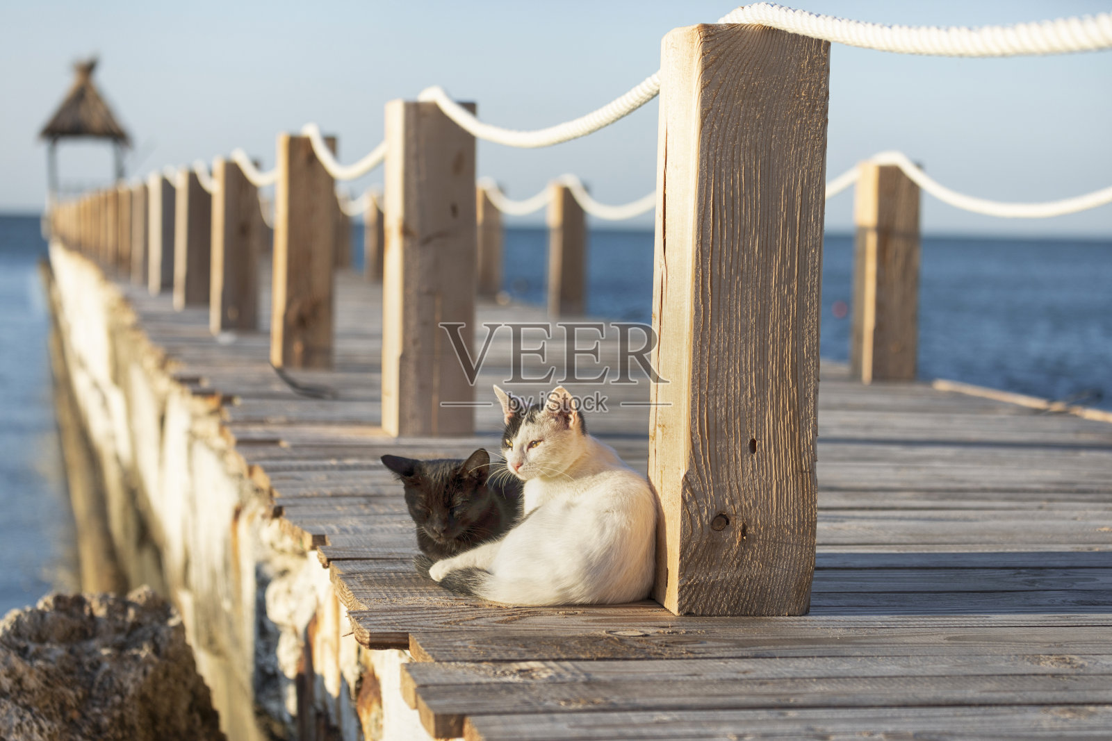 两只猫在木栈桥上睡觉照片摄影图片