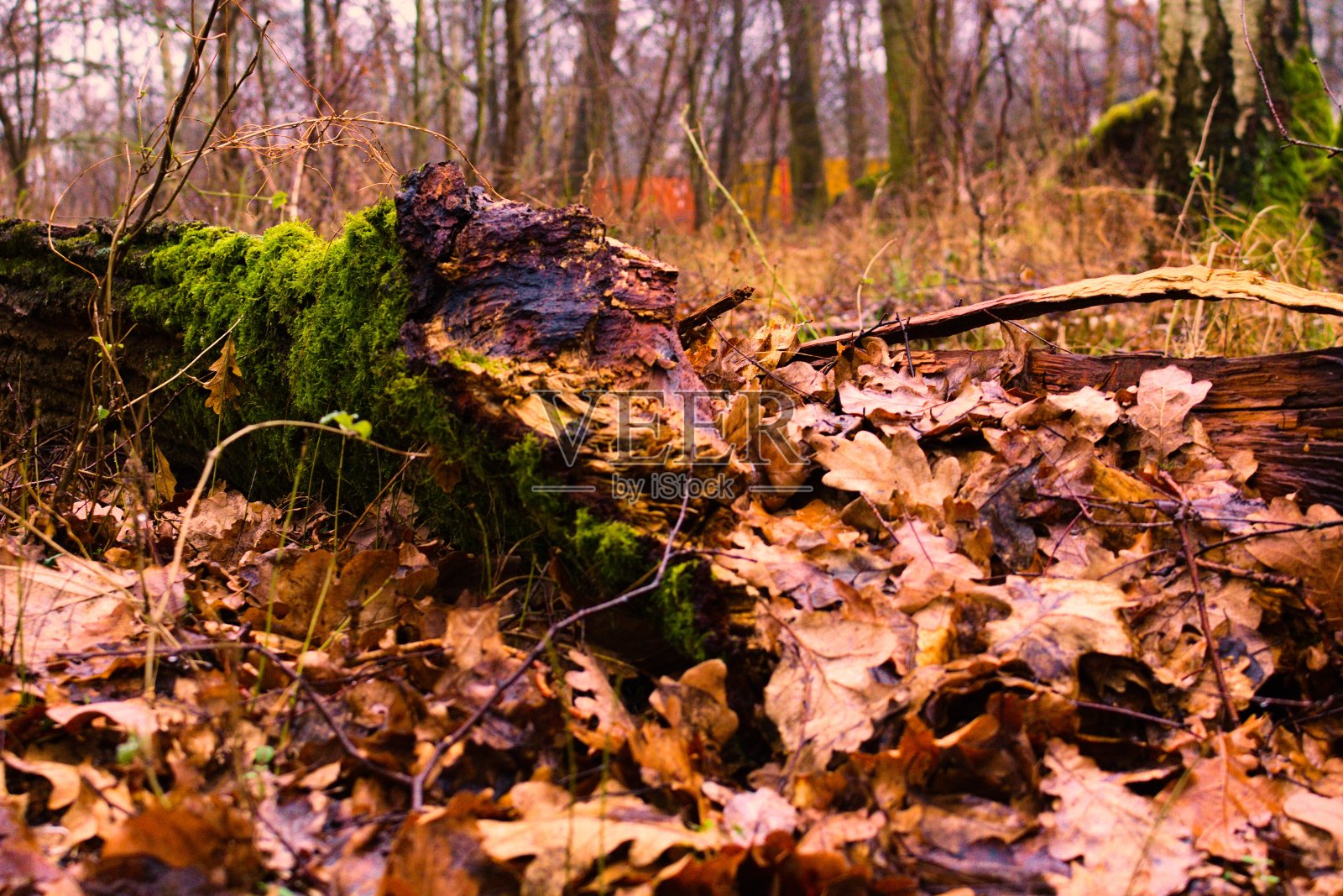 森林地面照片摄影图片