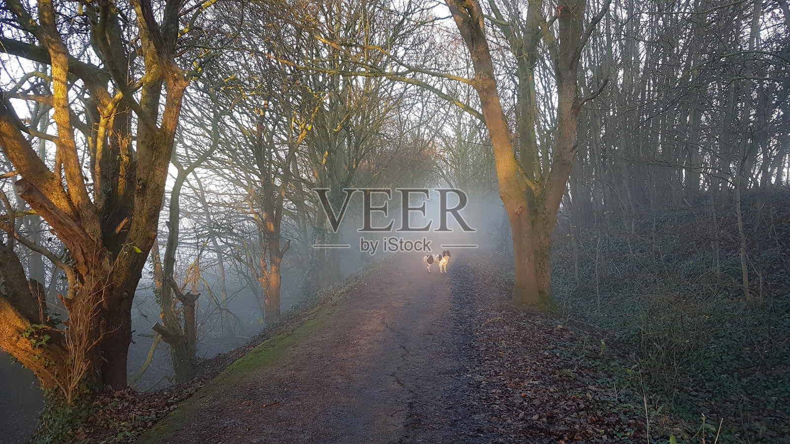 有雾的早晨散步。照片摄影图片