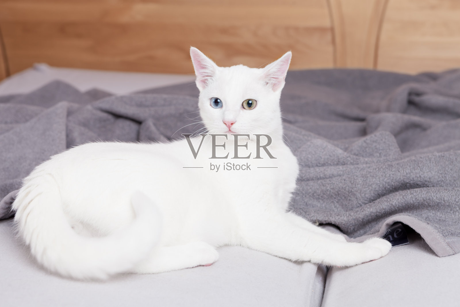 白眼怪猫照片摄影图片