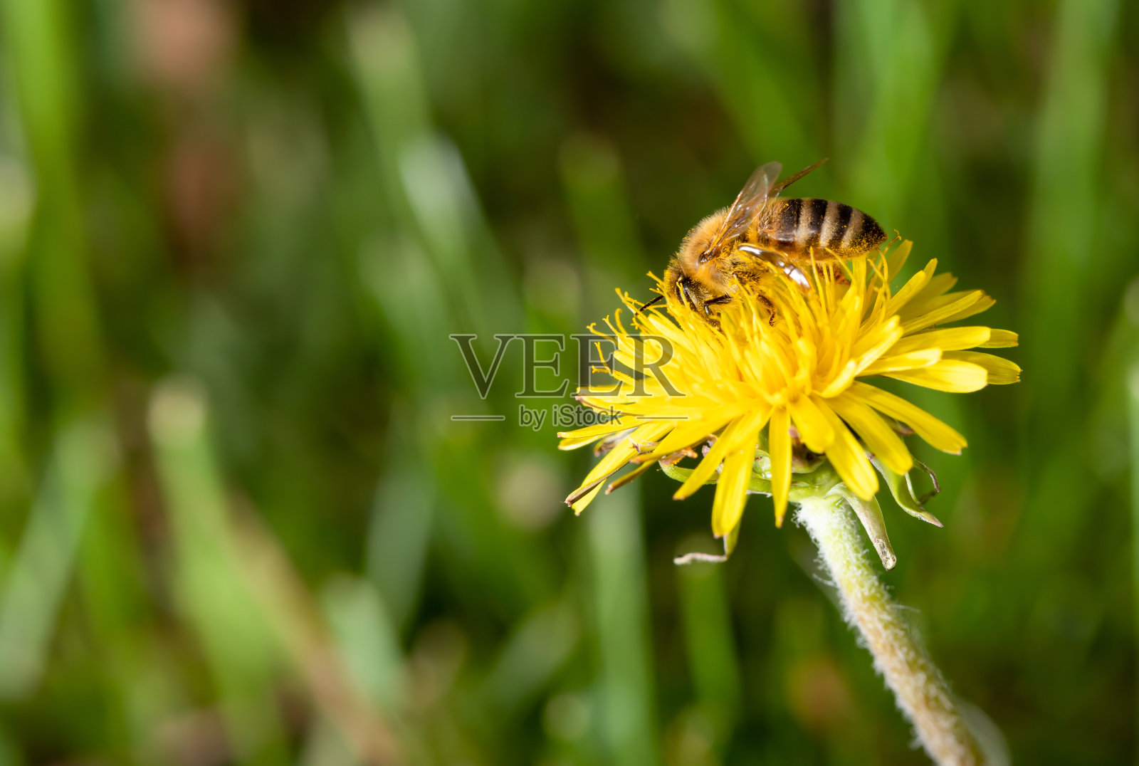 蒲公英上的蜜蜂照片摄影图片