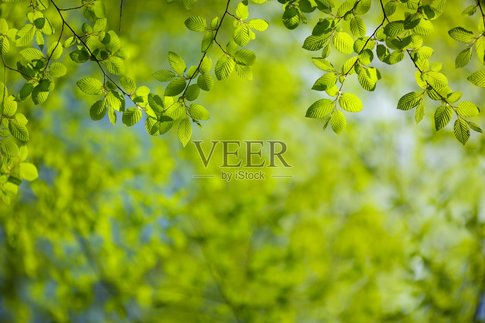 春天绿色的叶子照片摄影图片