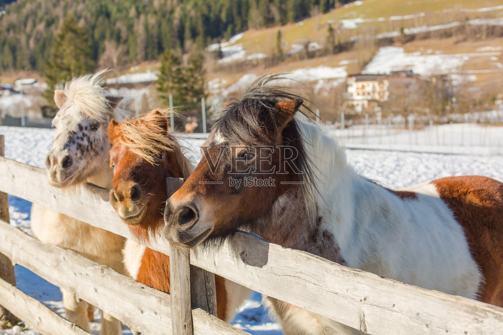 阿尔平农舍的马。照片摄影图片